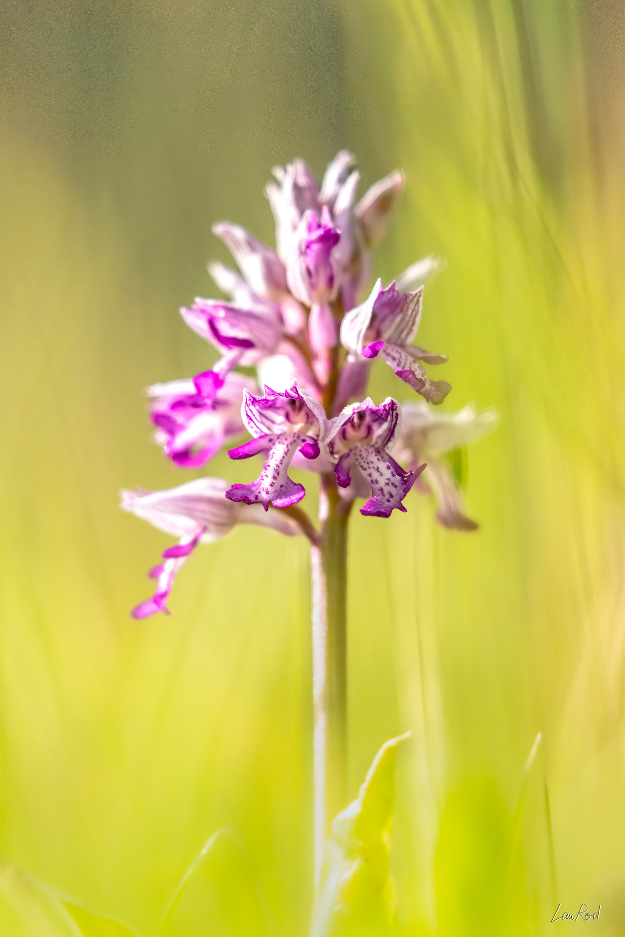 Orchis militaire - F118