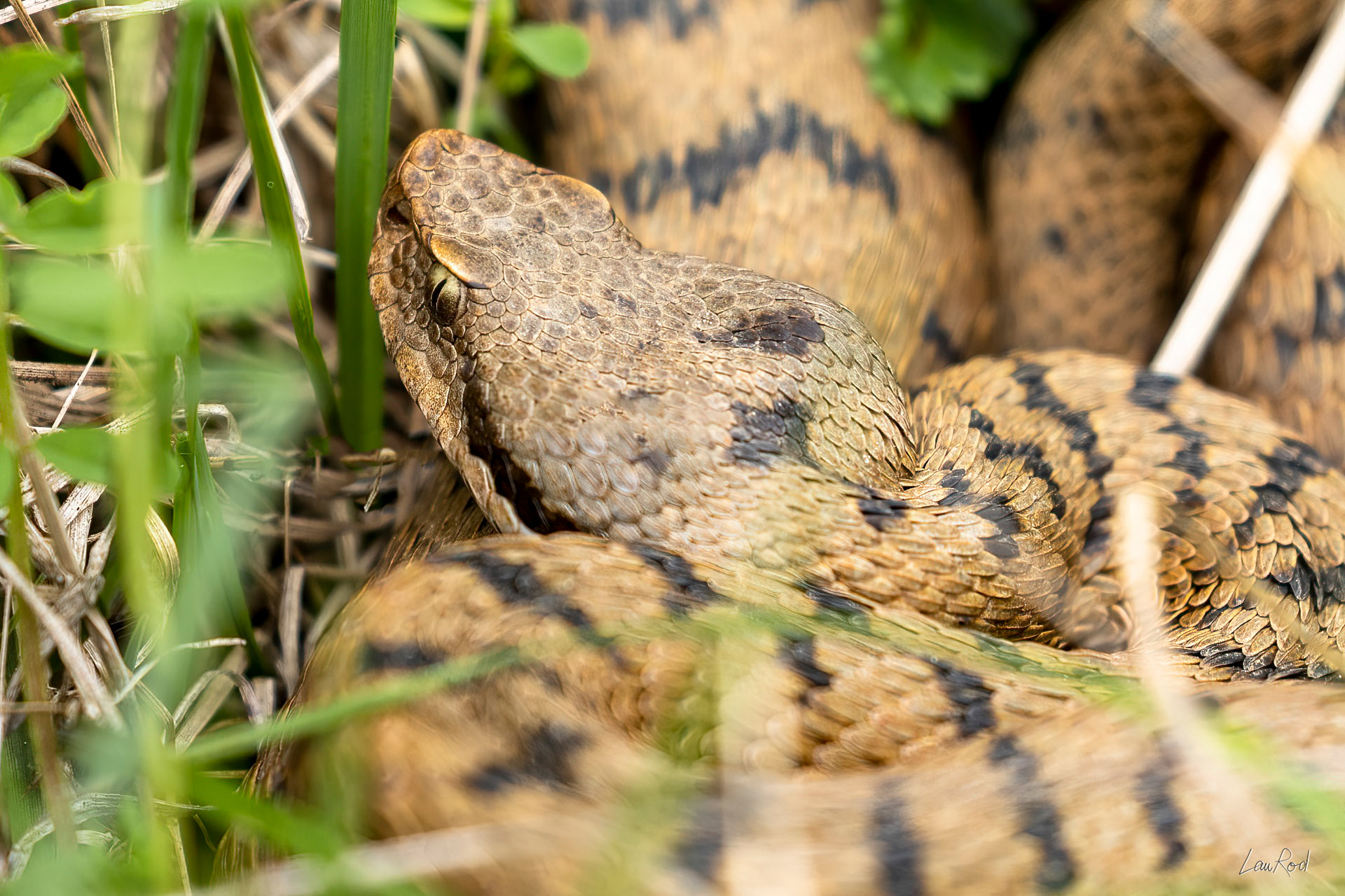 Vipère aspic - DHJ065