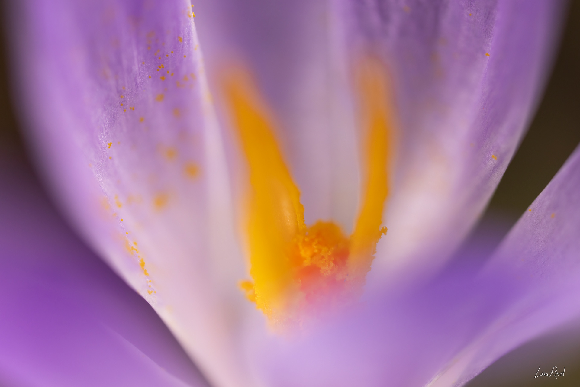 Crocus - Mac31