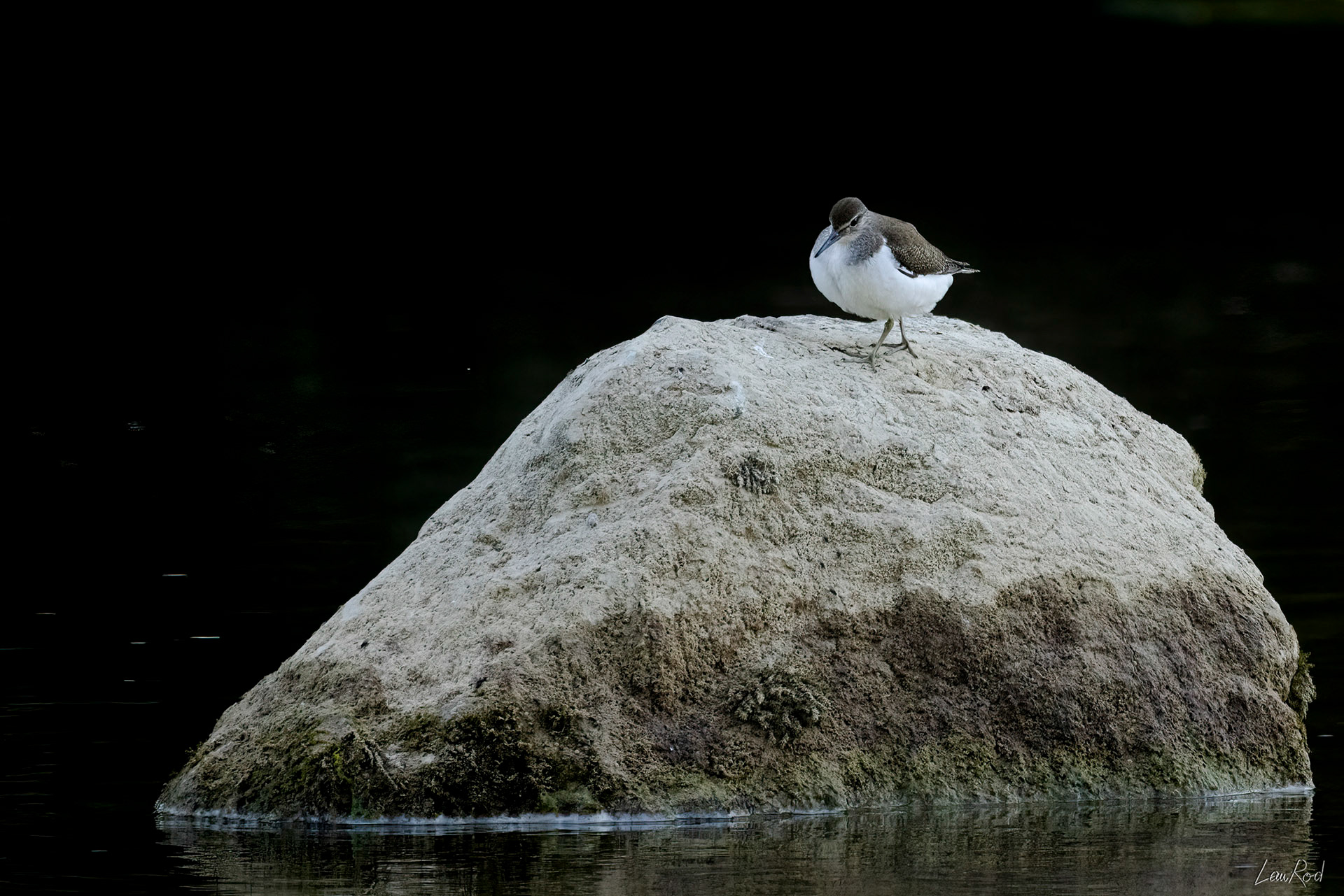 Chevalier guignette - OE 058