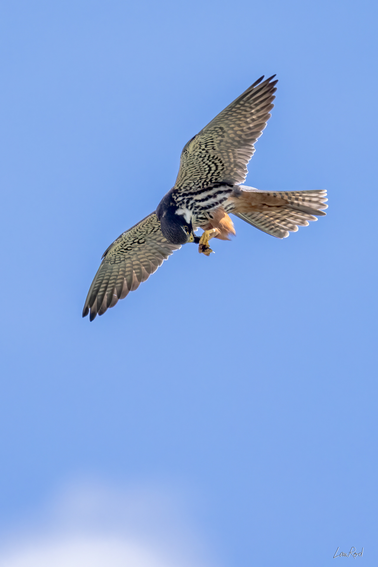 Faucon Hobereau - OE128