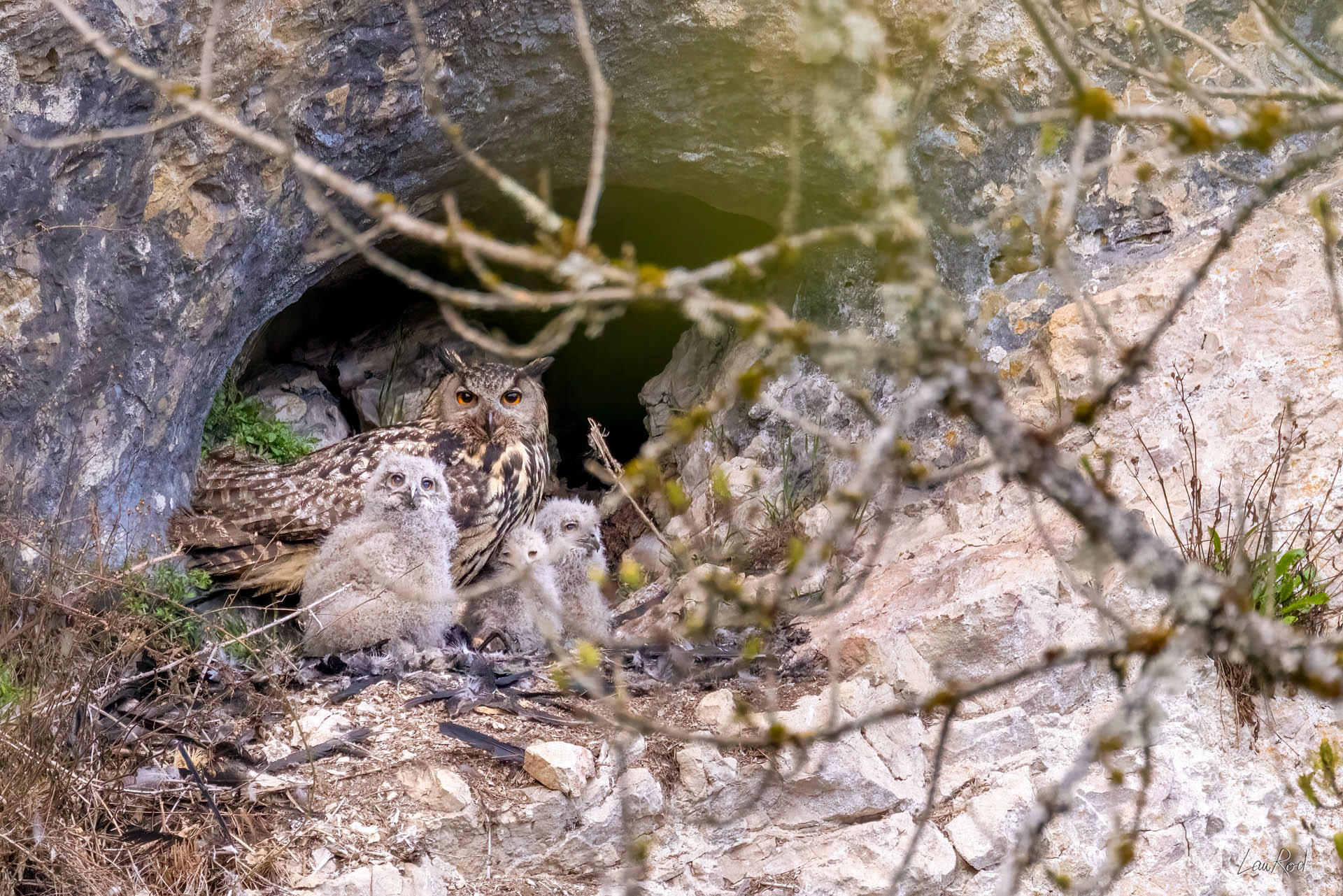 Hiboux Grand-duc - OBJ132