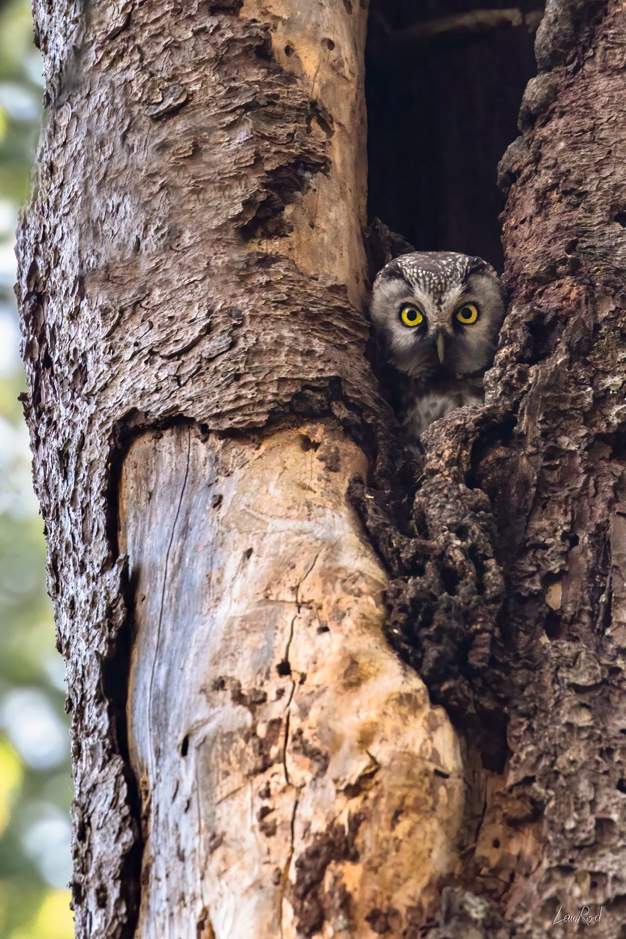 Chouette de Tengmalm - OBJ163