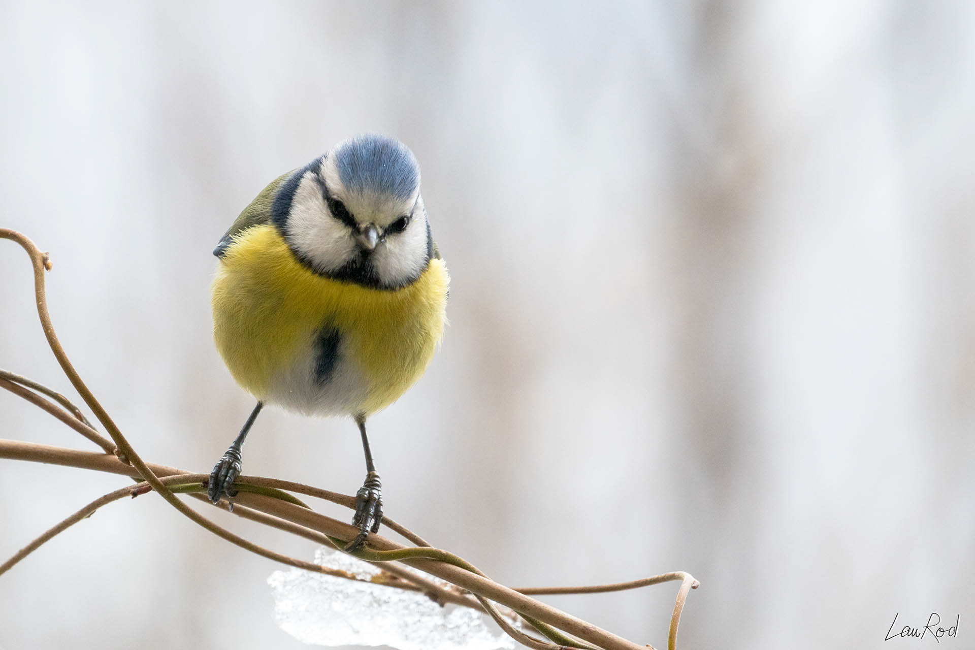 Mésange bleue  - OBJ012