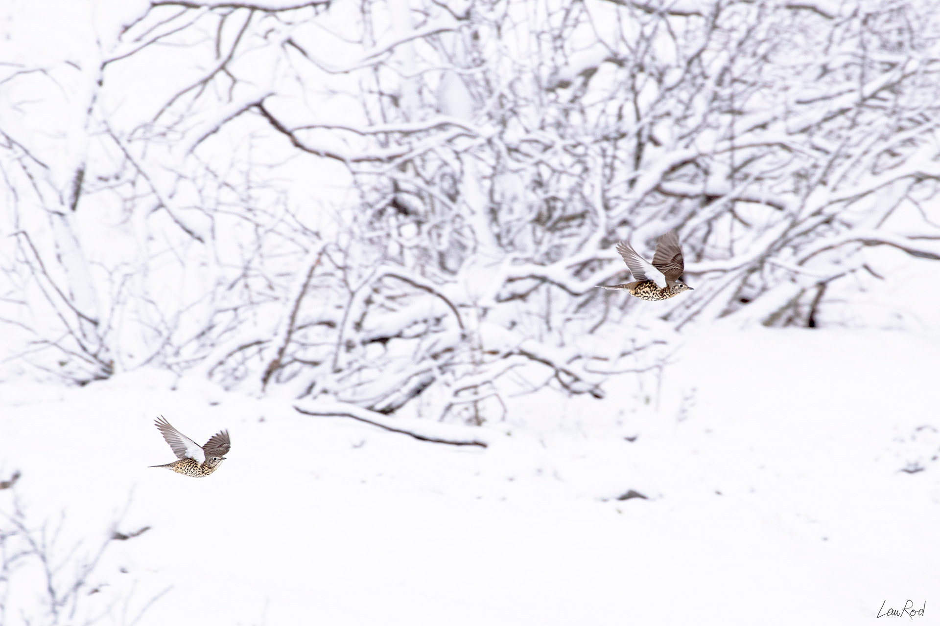 Grives musiciennes - OBJ069