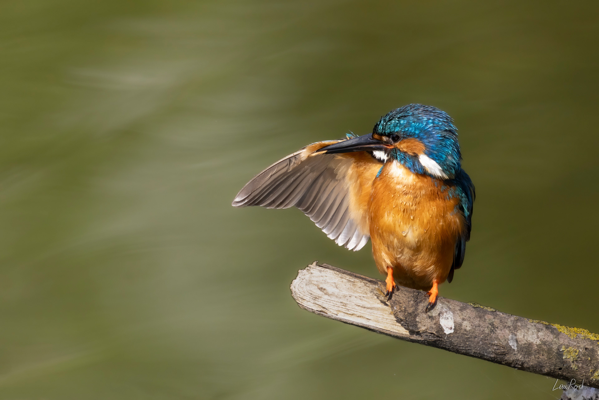 Martin pêcheur - OE 113