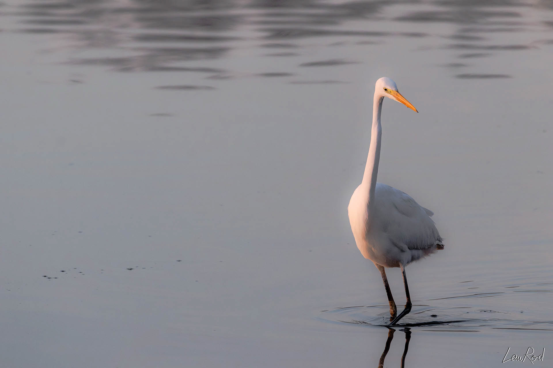 Grande aigrette - OE 041