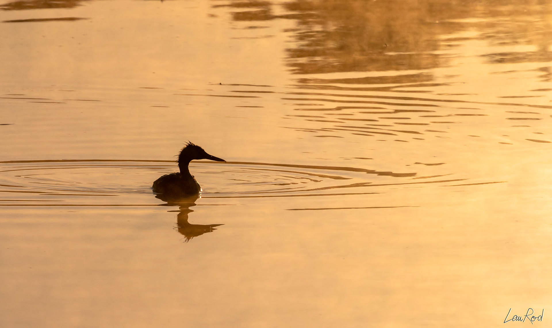 Grèbe huppé - OE 019