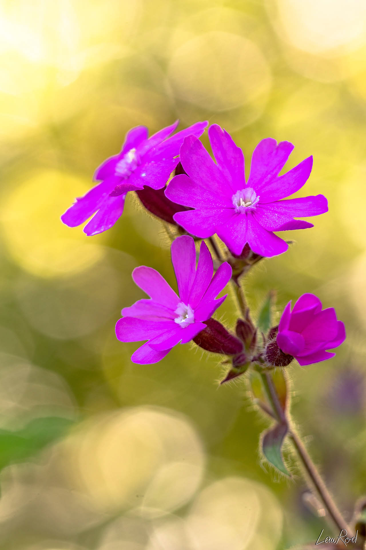 Le compagnon rouge - F009