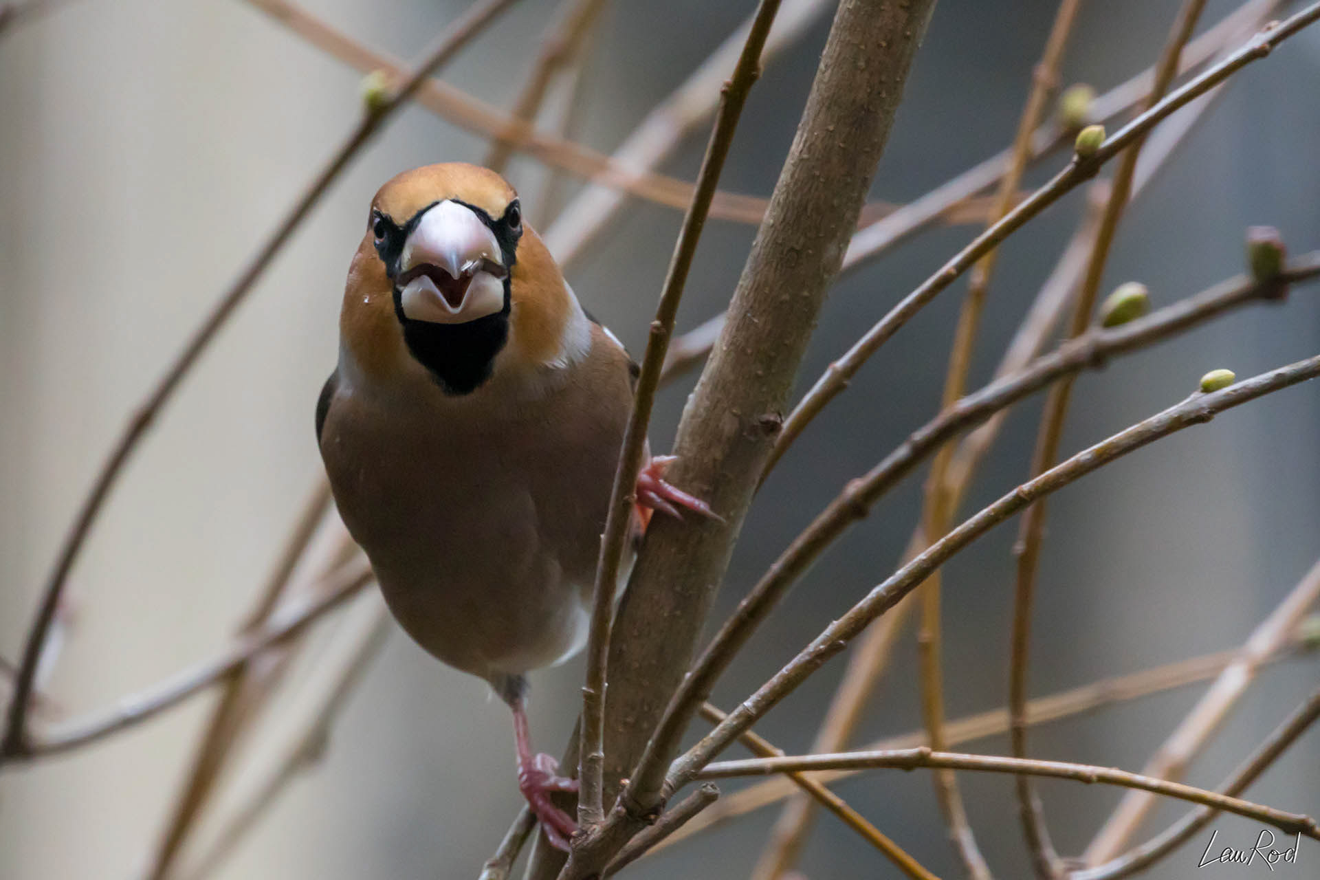 Gros-bec casse-noyau - OBJ026