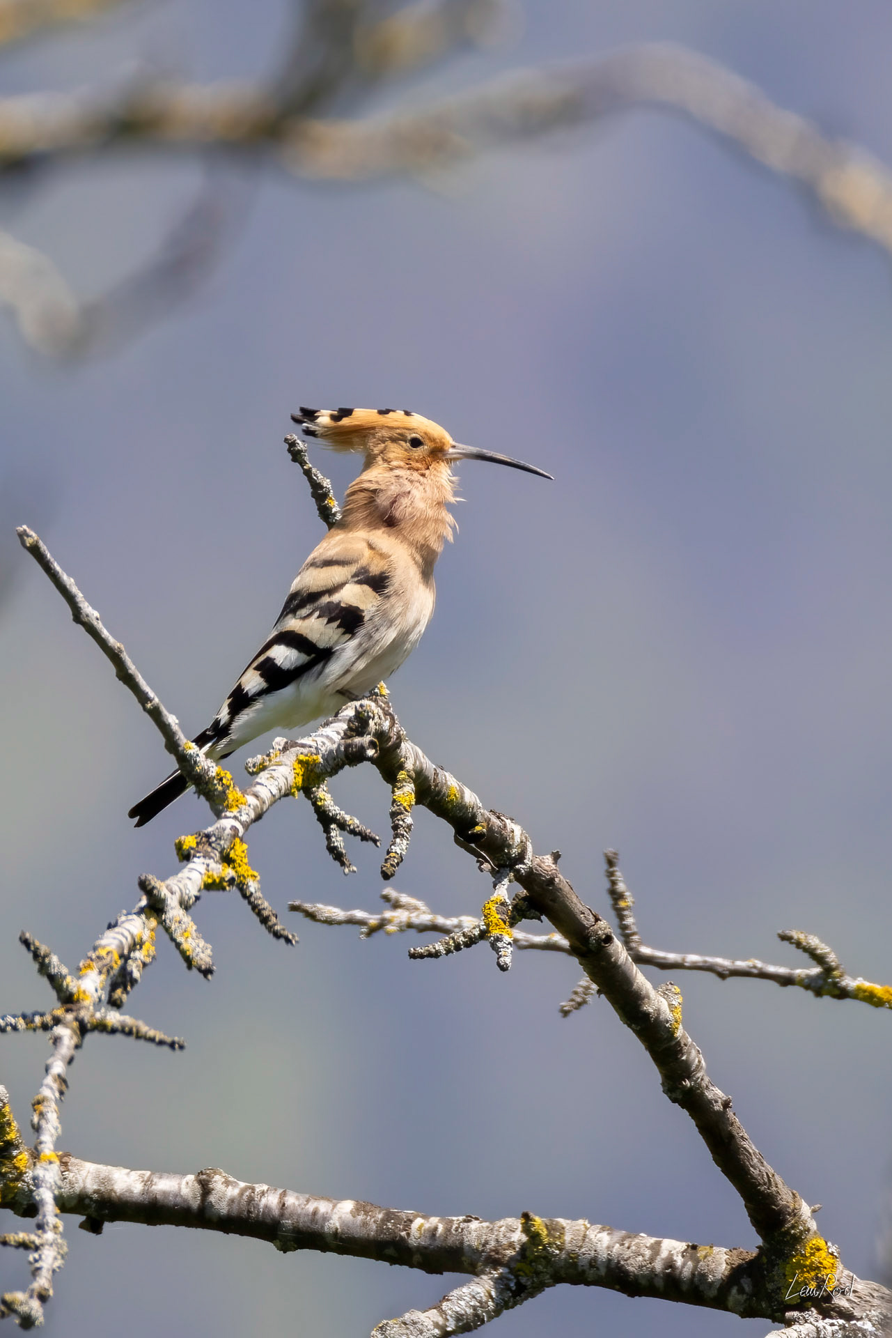 Huppe Fascié - OBJ 181