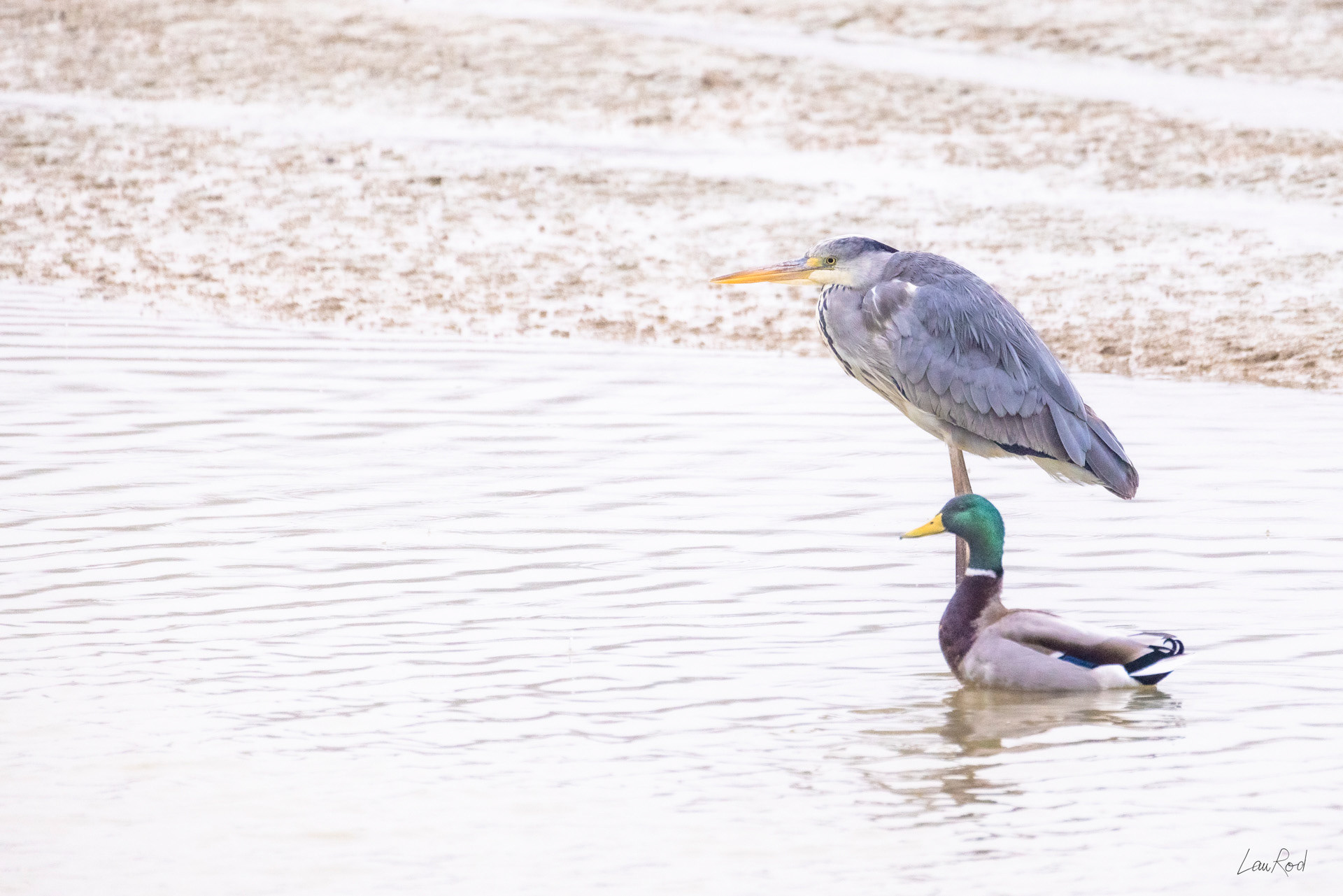 Canard Colvert et héron cendré - OE104