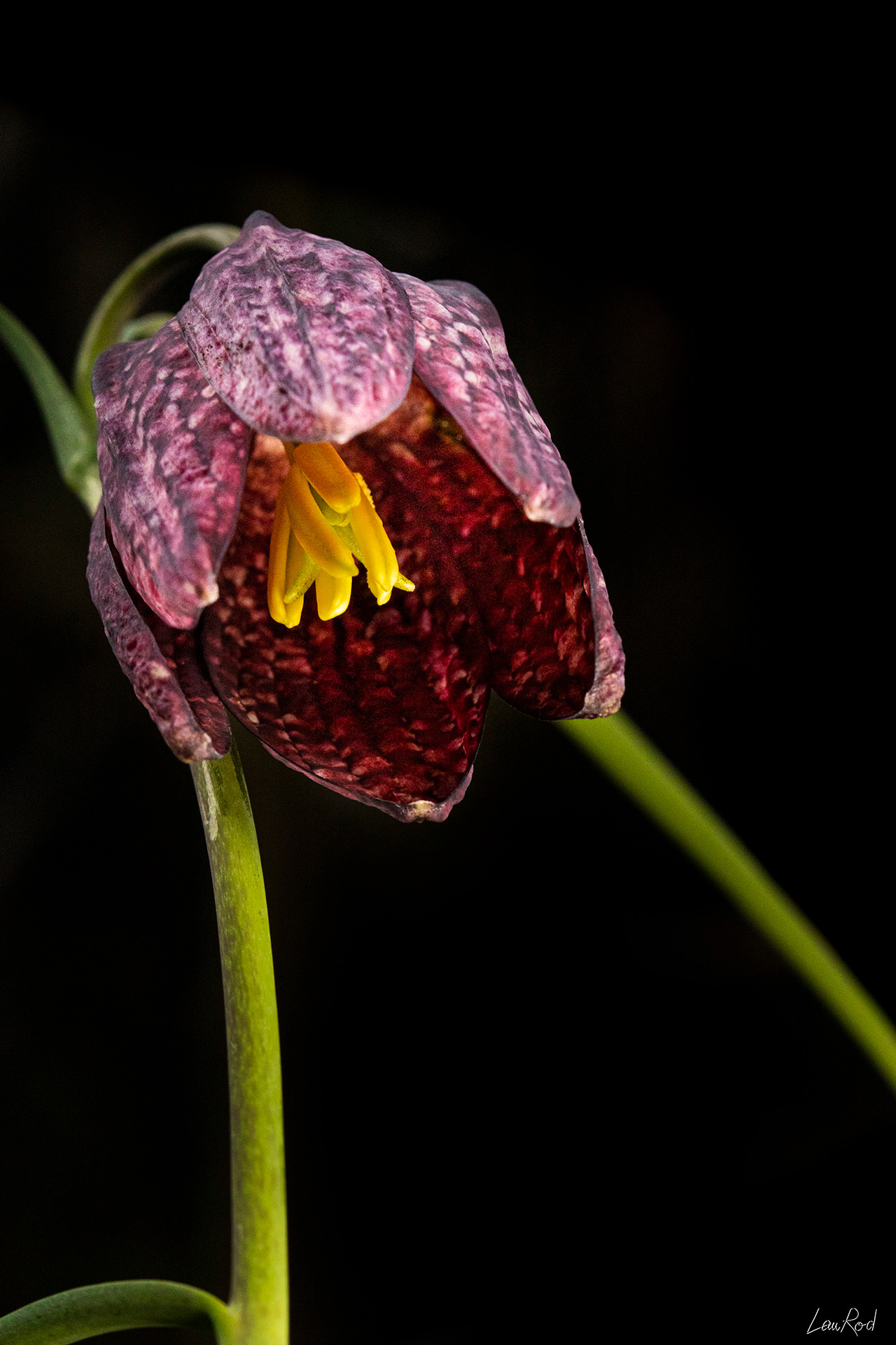 Fritillaire pintade - F073