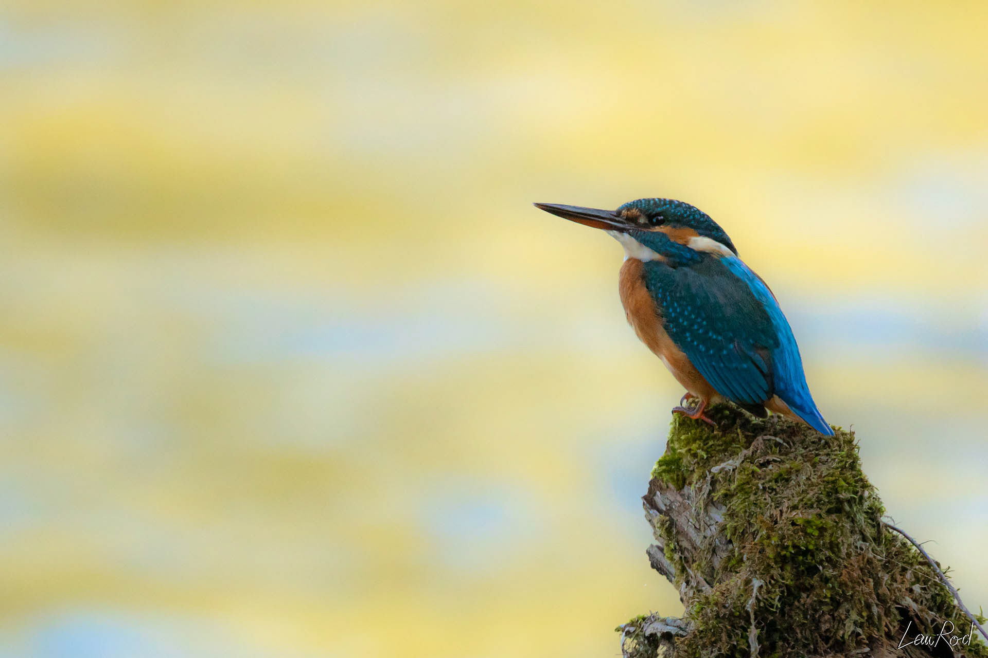 Martin pêcheur - OE 011