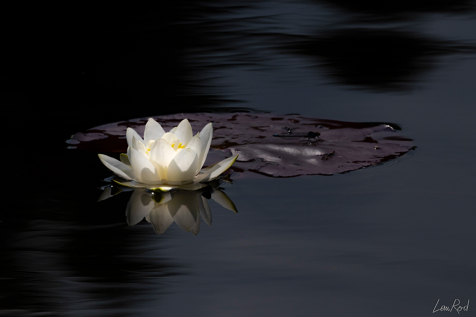 Nénuphar blanc. - F063