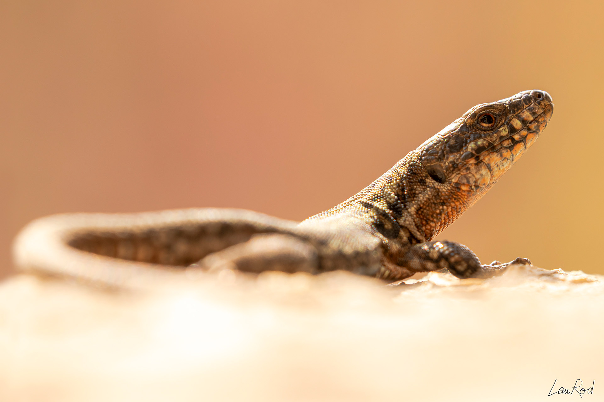 Lézard des murailles - DHJ018