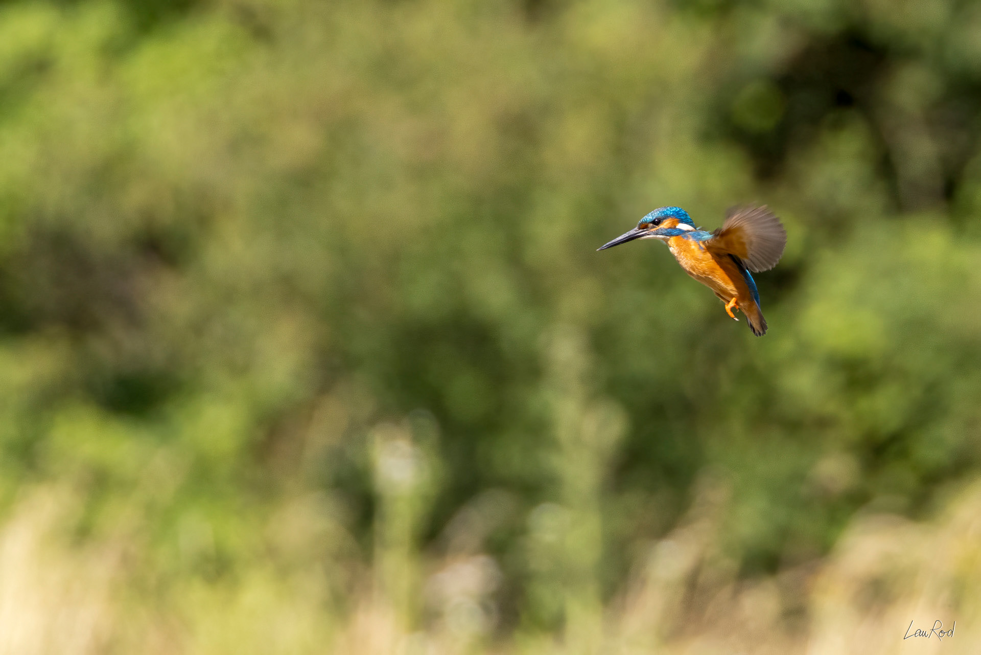 Martin pêcheur - OE 111