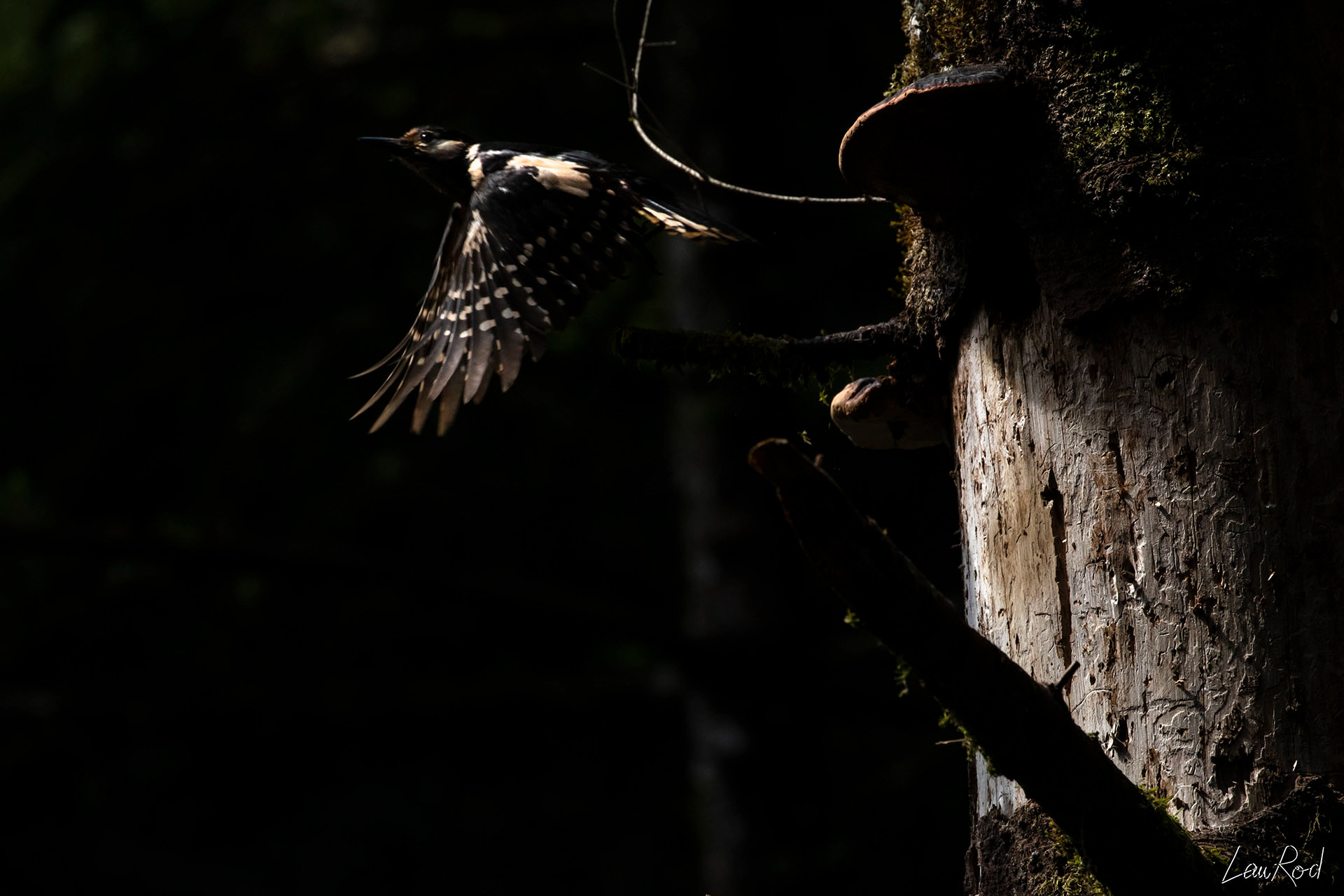 Pic épeiche - OBJ065