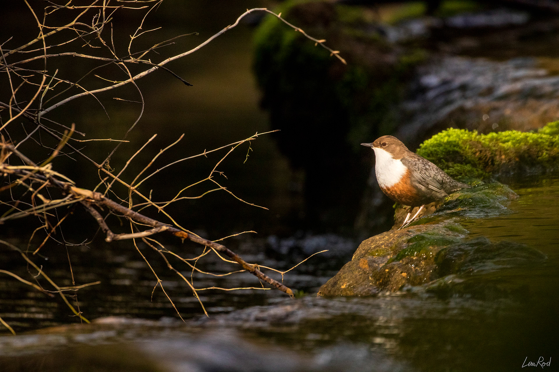 Cincle Plongeur - OE 054