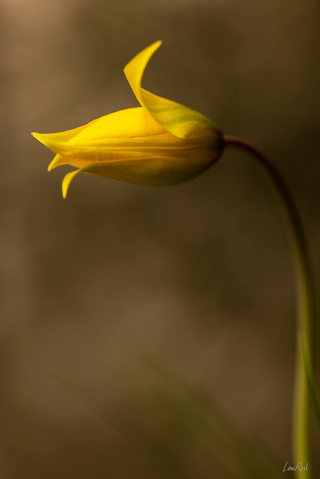 Tulipe de vigne - F138