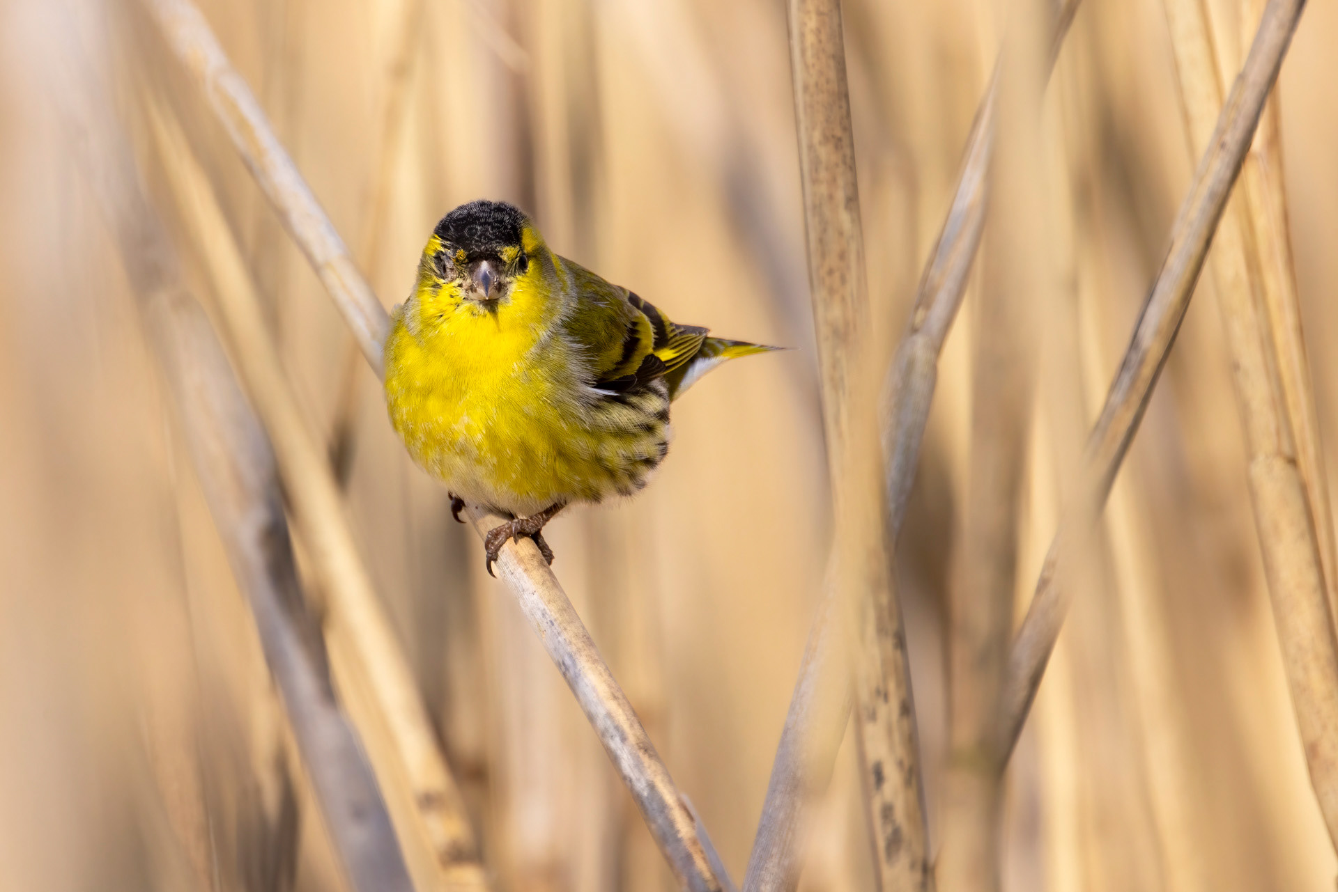 Tarin des aulnes - OE095