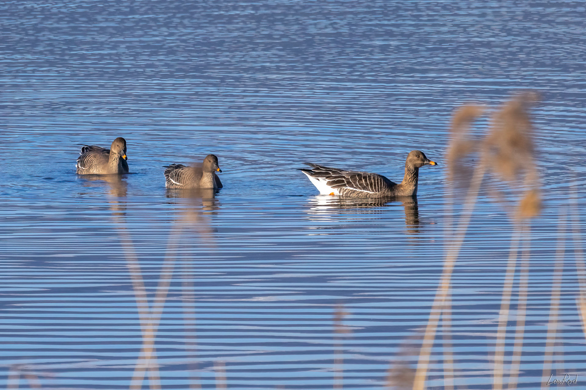 Oie des moissons - DHJ041