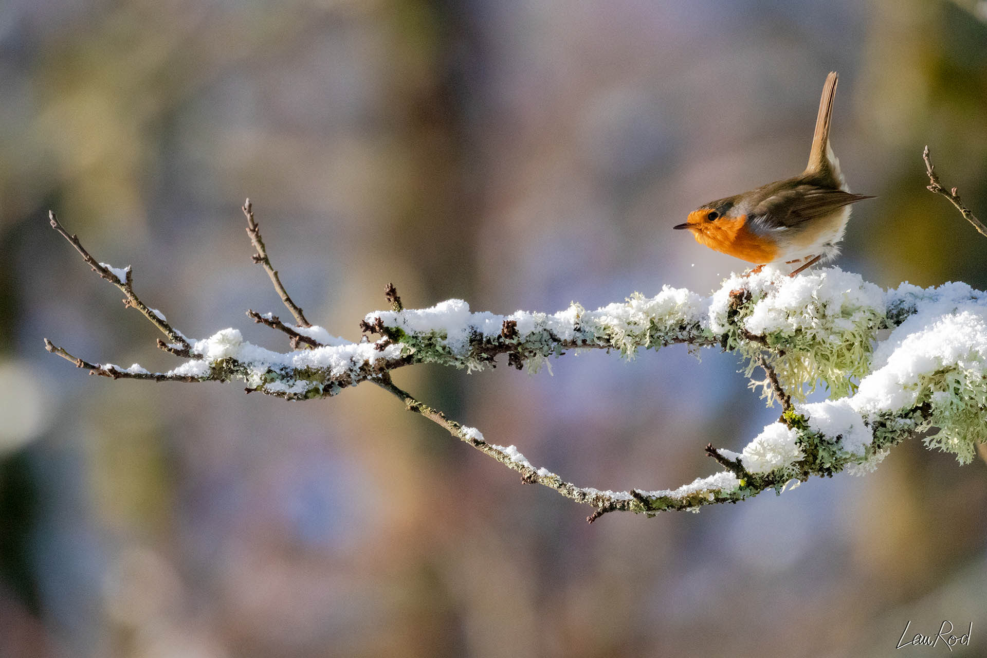 Rouge-gorge - OBJ008