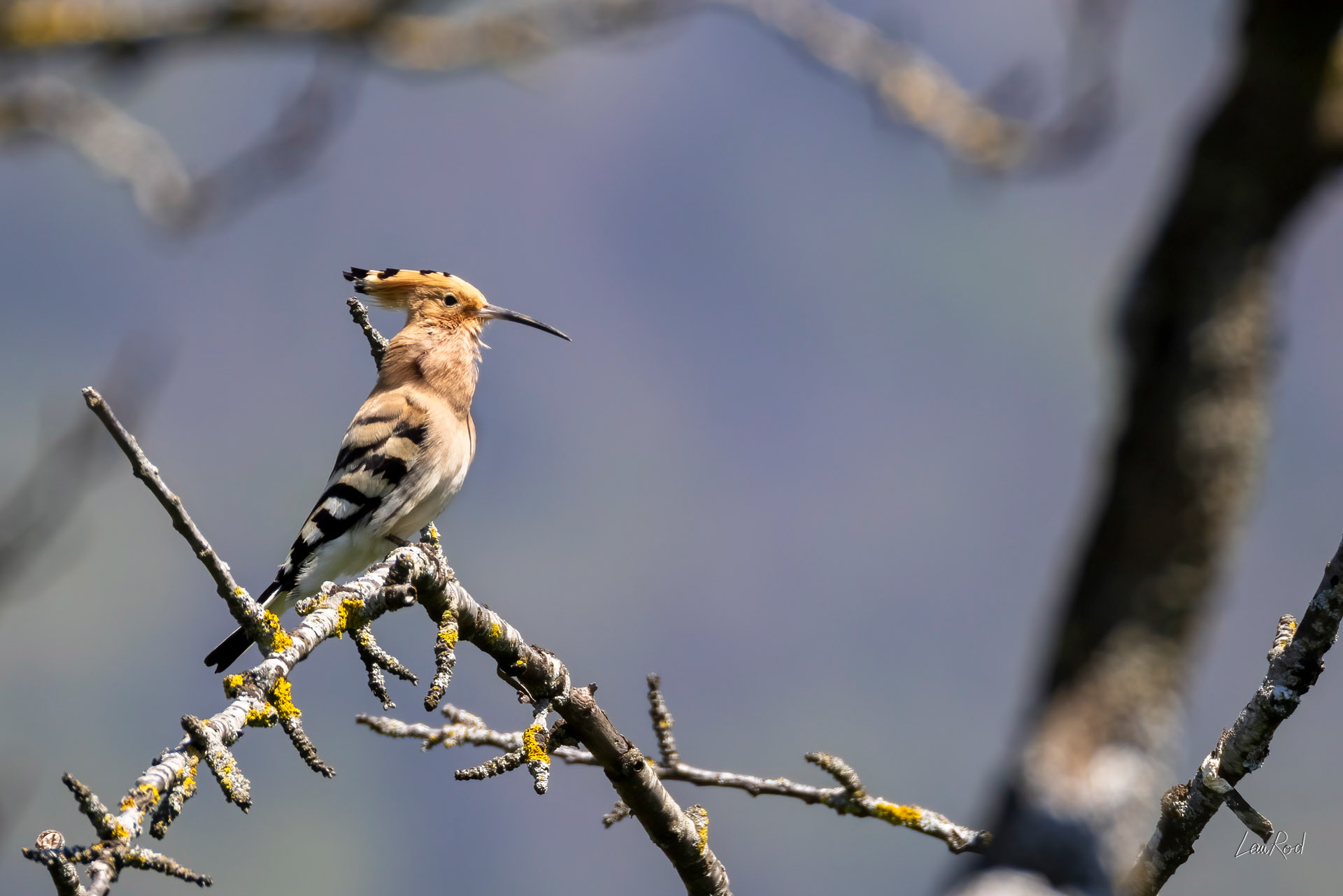 Huppe Fascié - OBJ 180