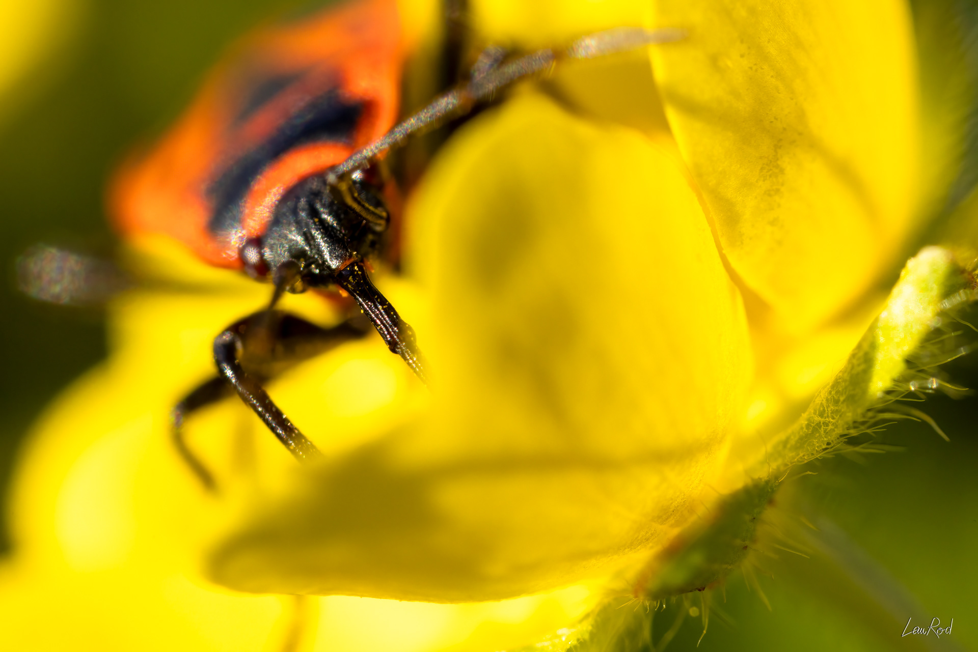 Potentille et gendarme - -Mac22