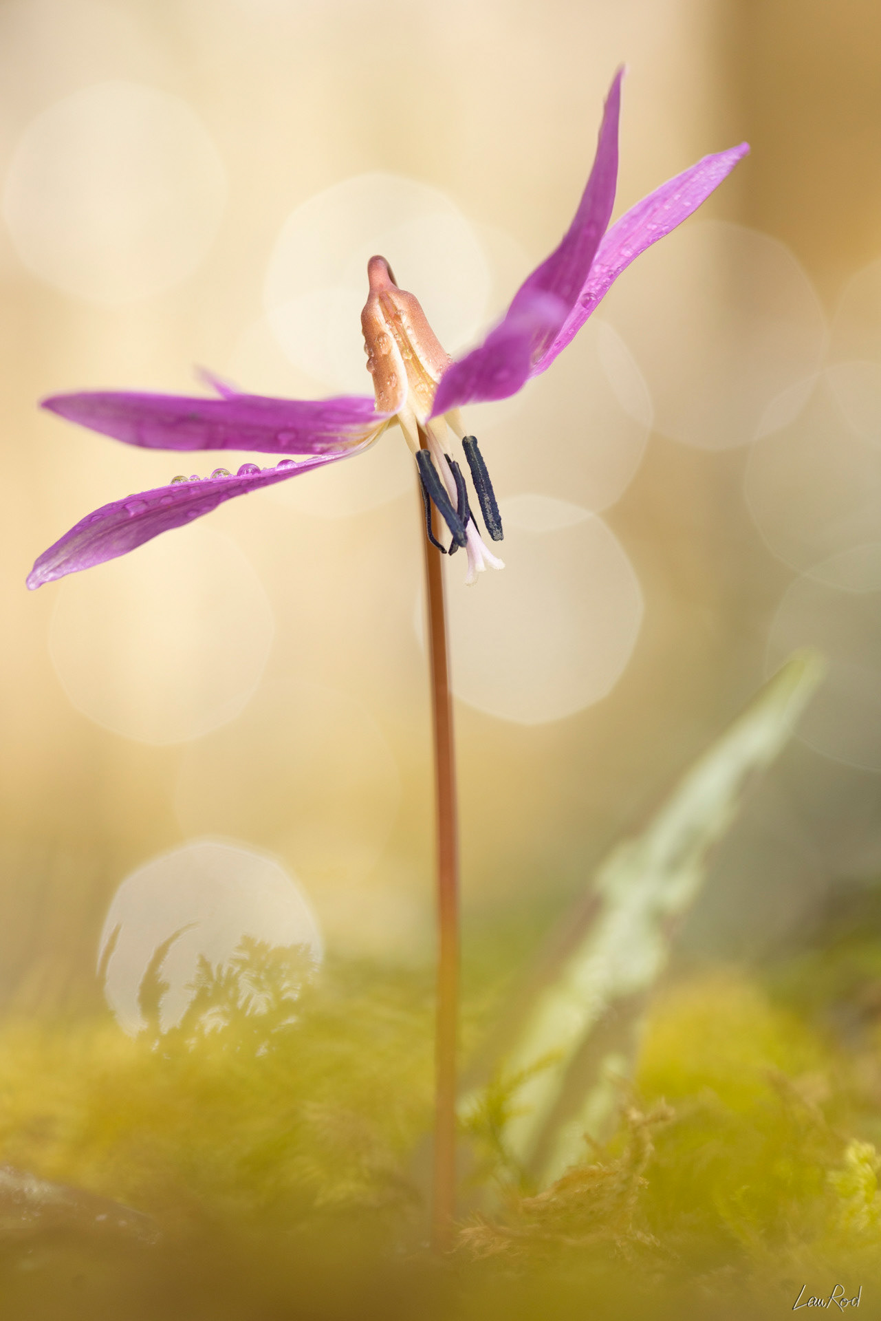 Érythrone dent de chien - F097