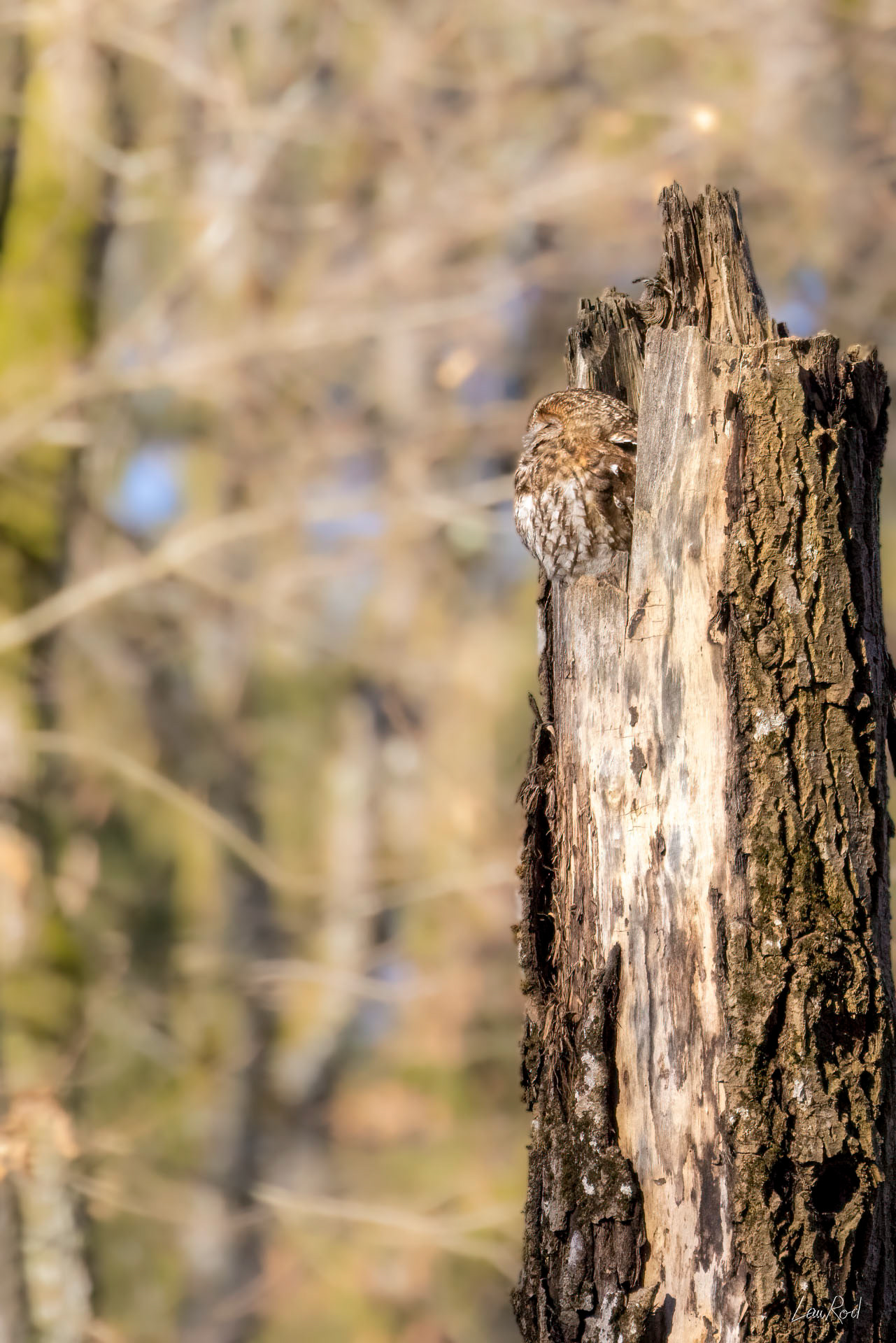 Chouette hulotte - OBJ127