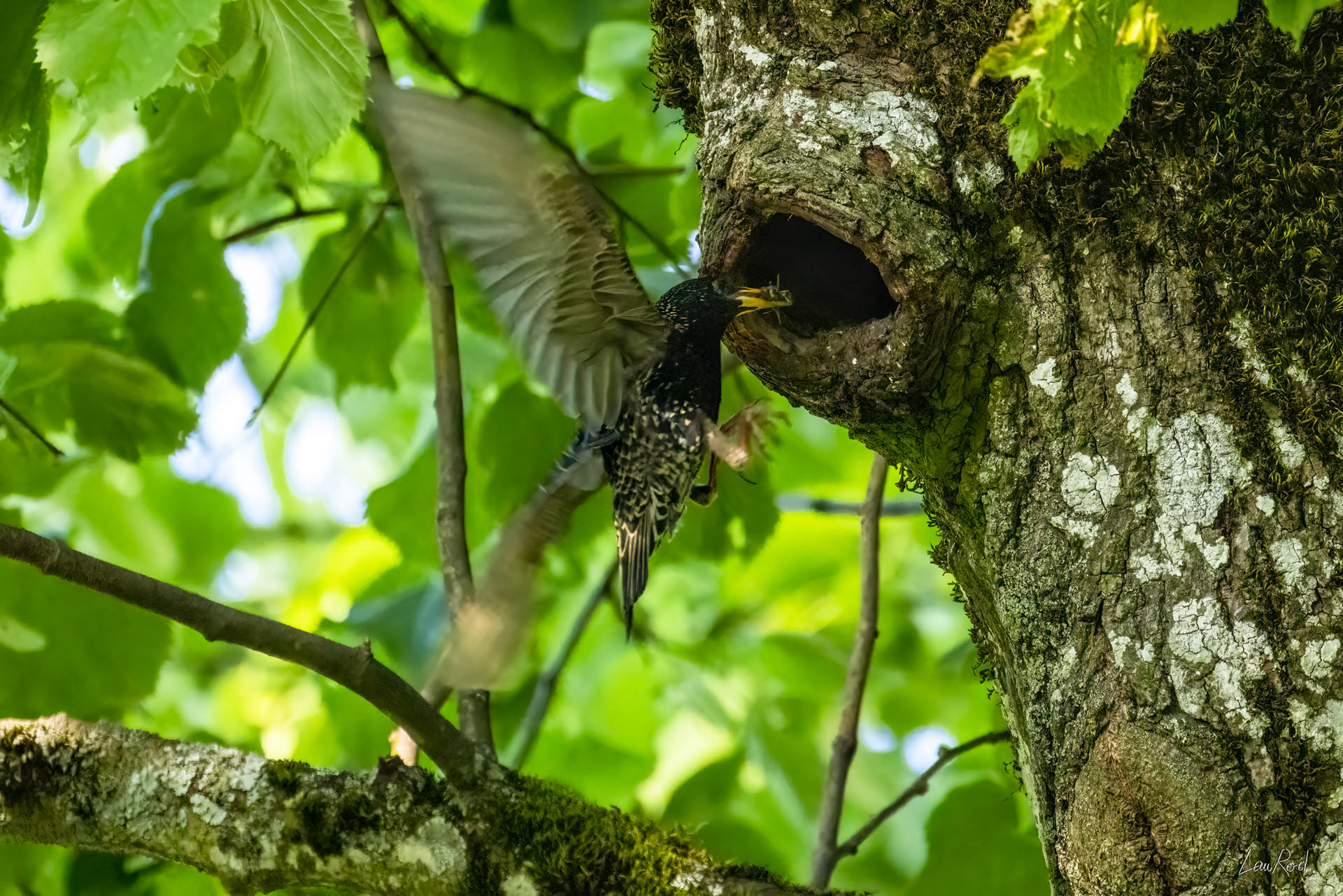 Étourneau sansonnet - OBJ139