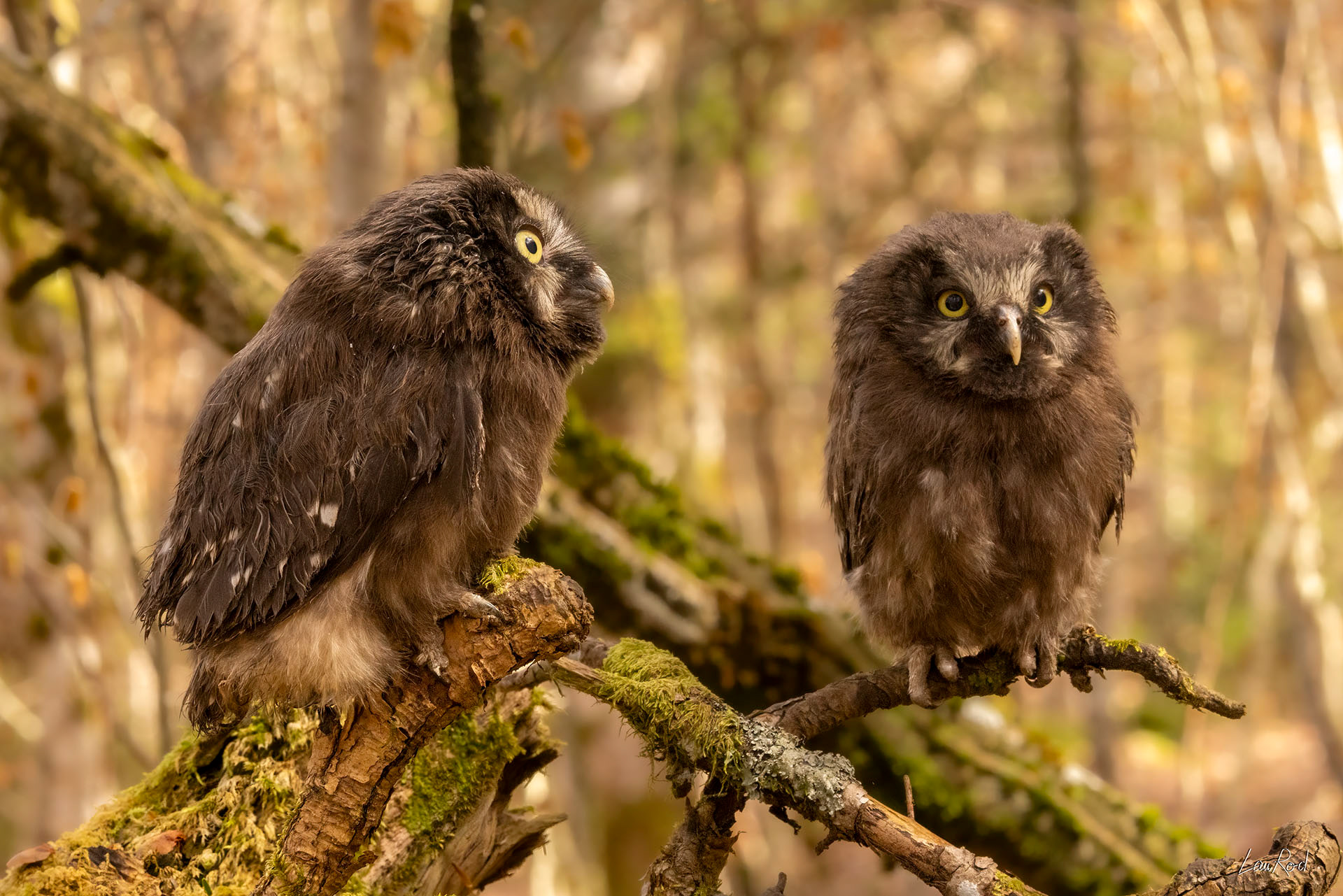 Chouette de Tengmalm juvénile - OBJ167