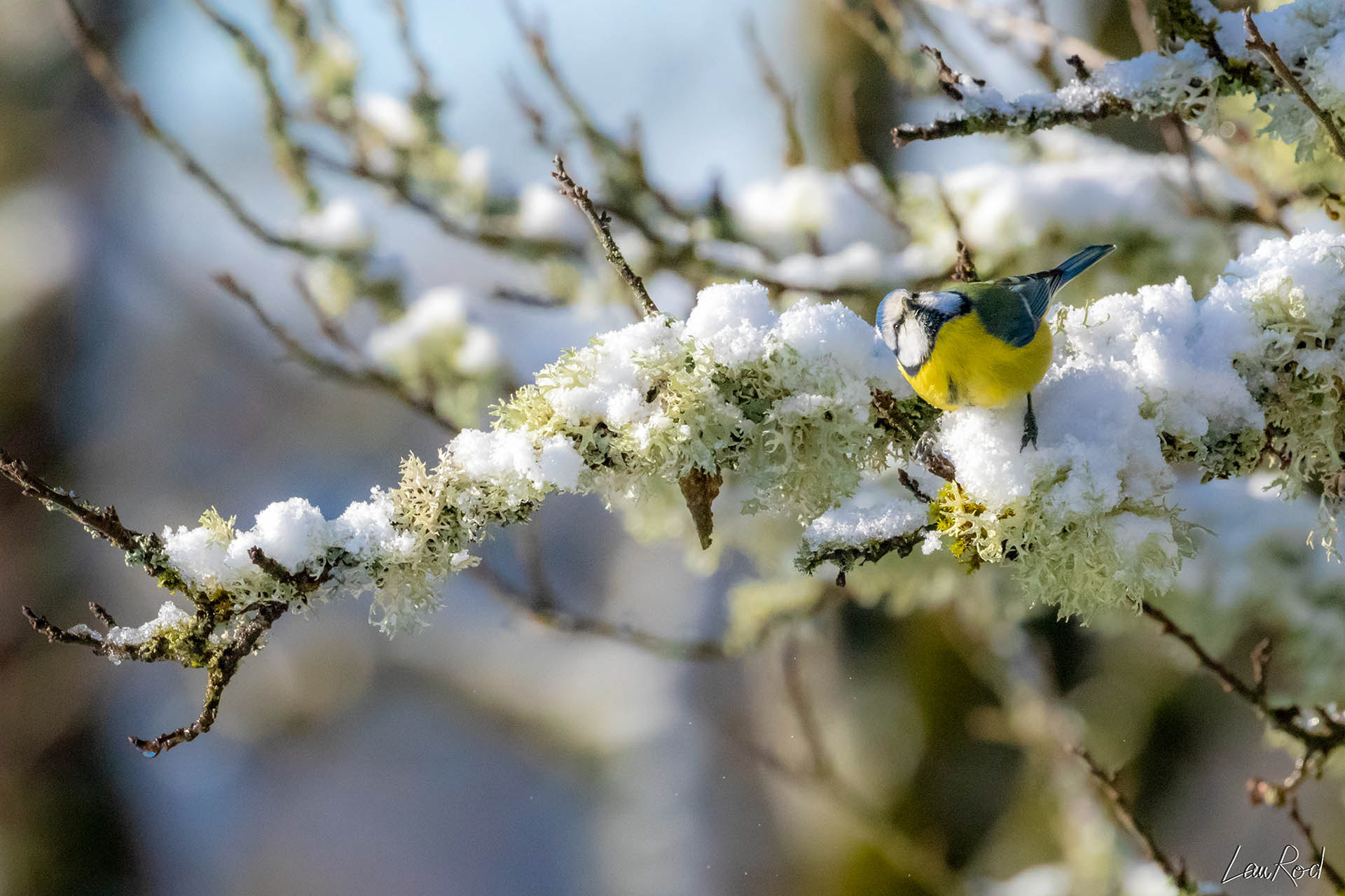 Mésange bleue - OBJ006