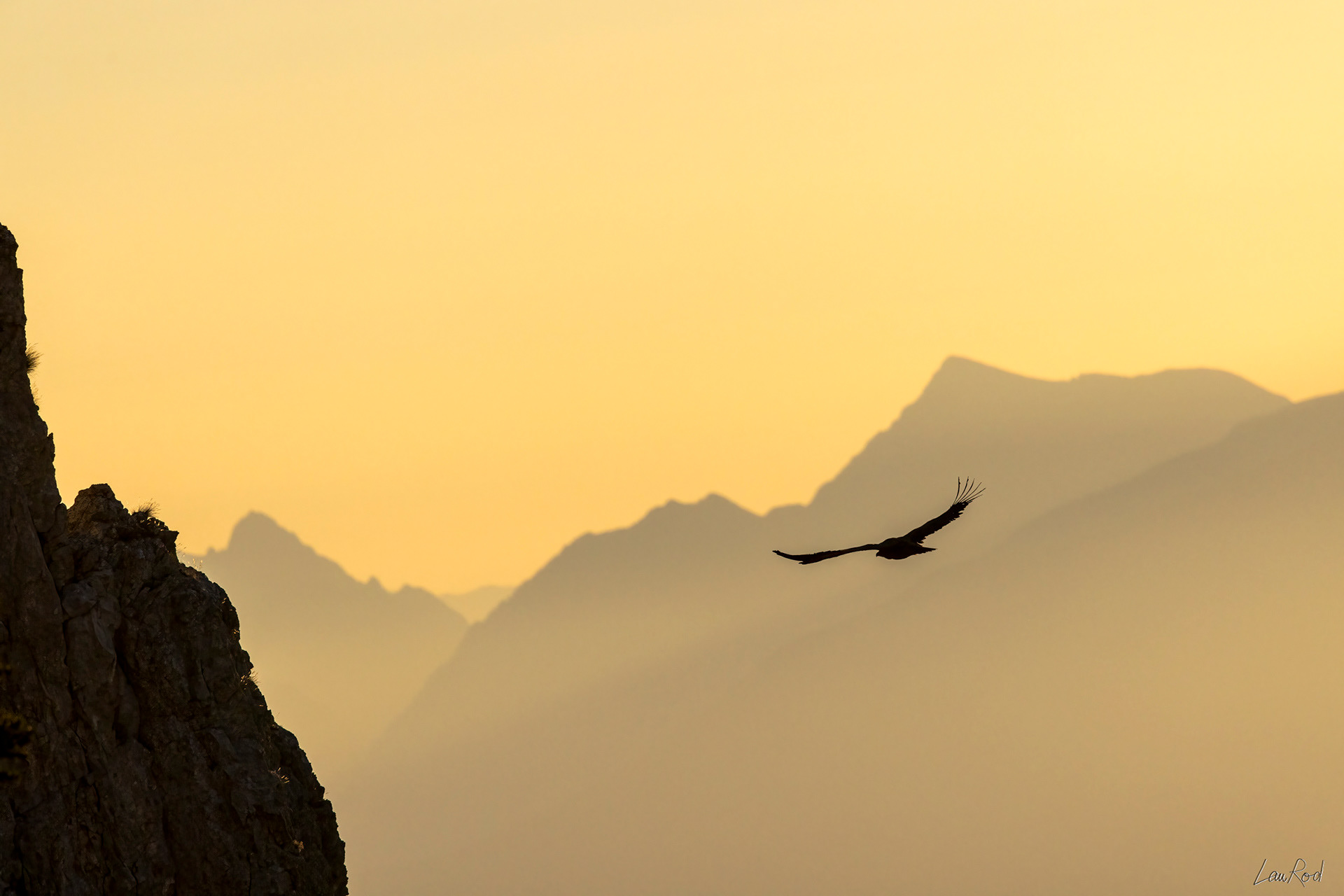 Vautour fauve - DHJ048