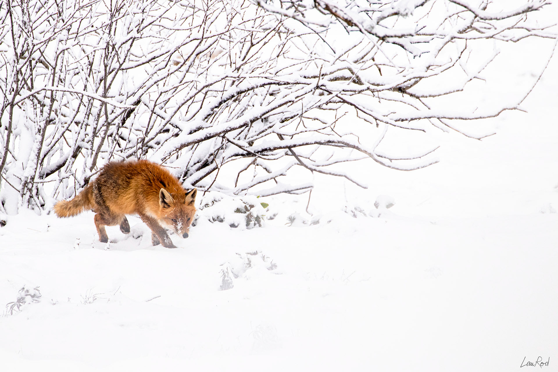Renard - M039