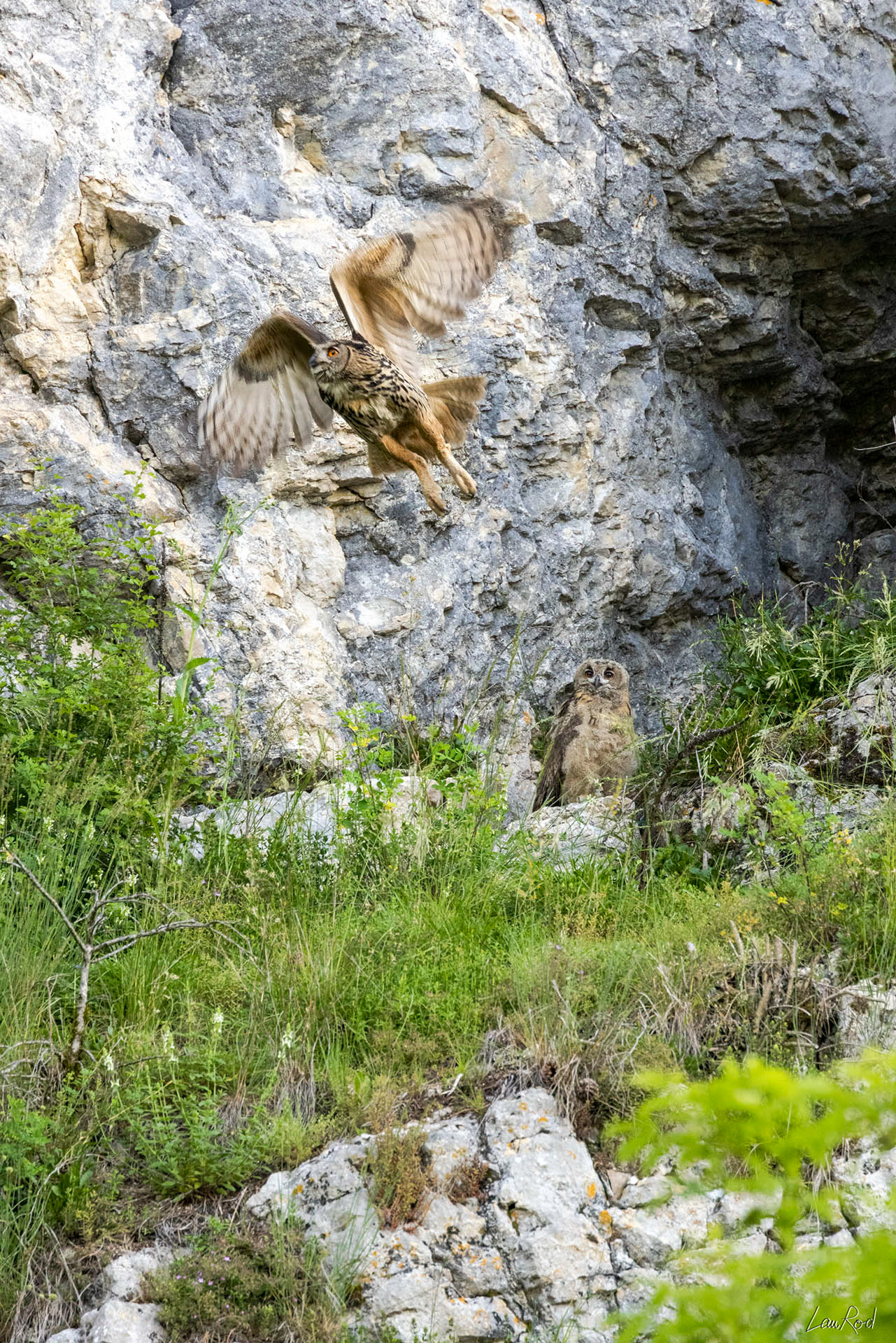 Grand duc femelle et jeune - OBJ094