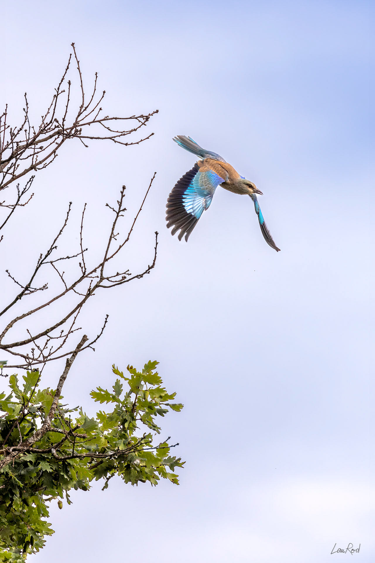 Rollier d'Europe - OBJ122