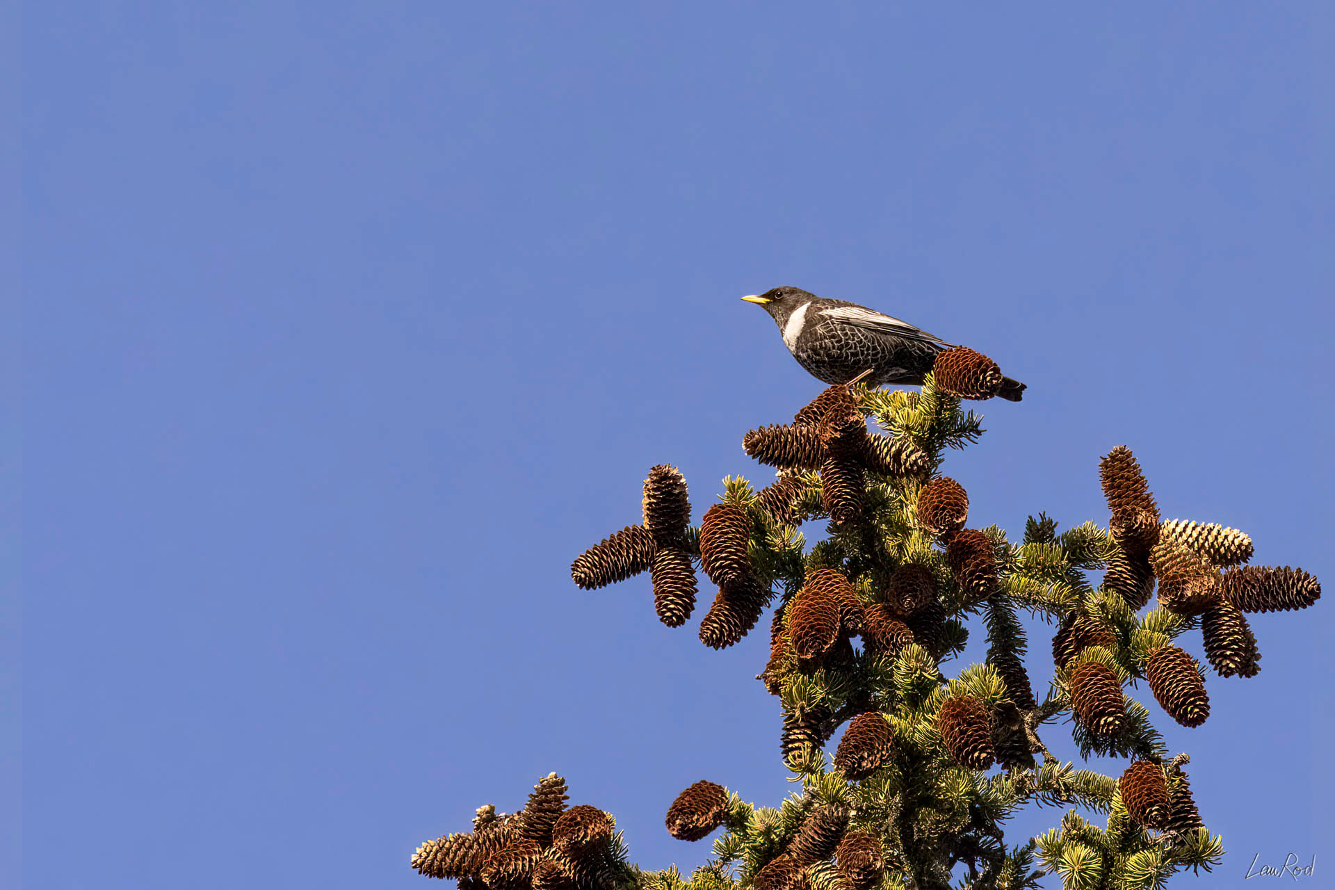 Merle à plastron blanc - OBJ 107