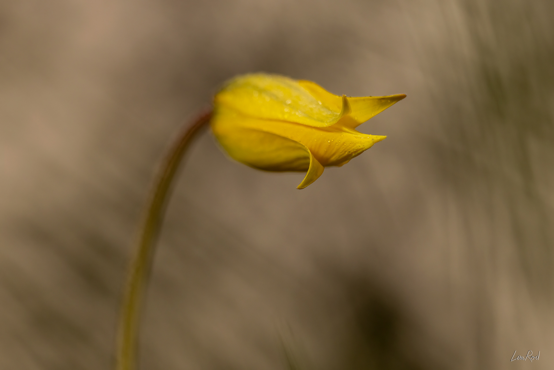 Tulipe de vigne - F137