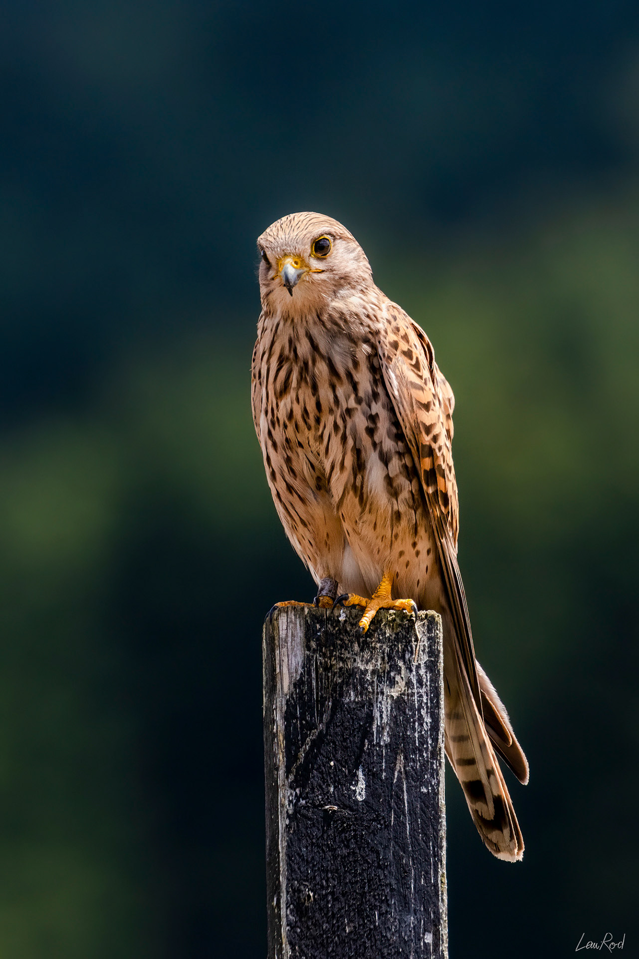 Faucon crécerelle - OBJ 001