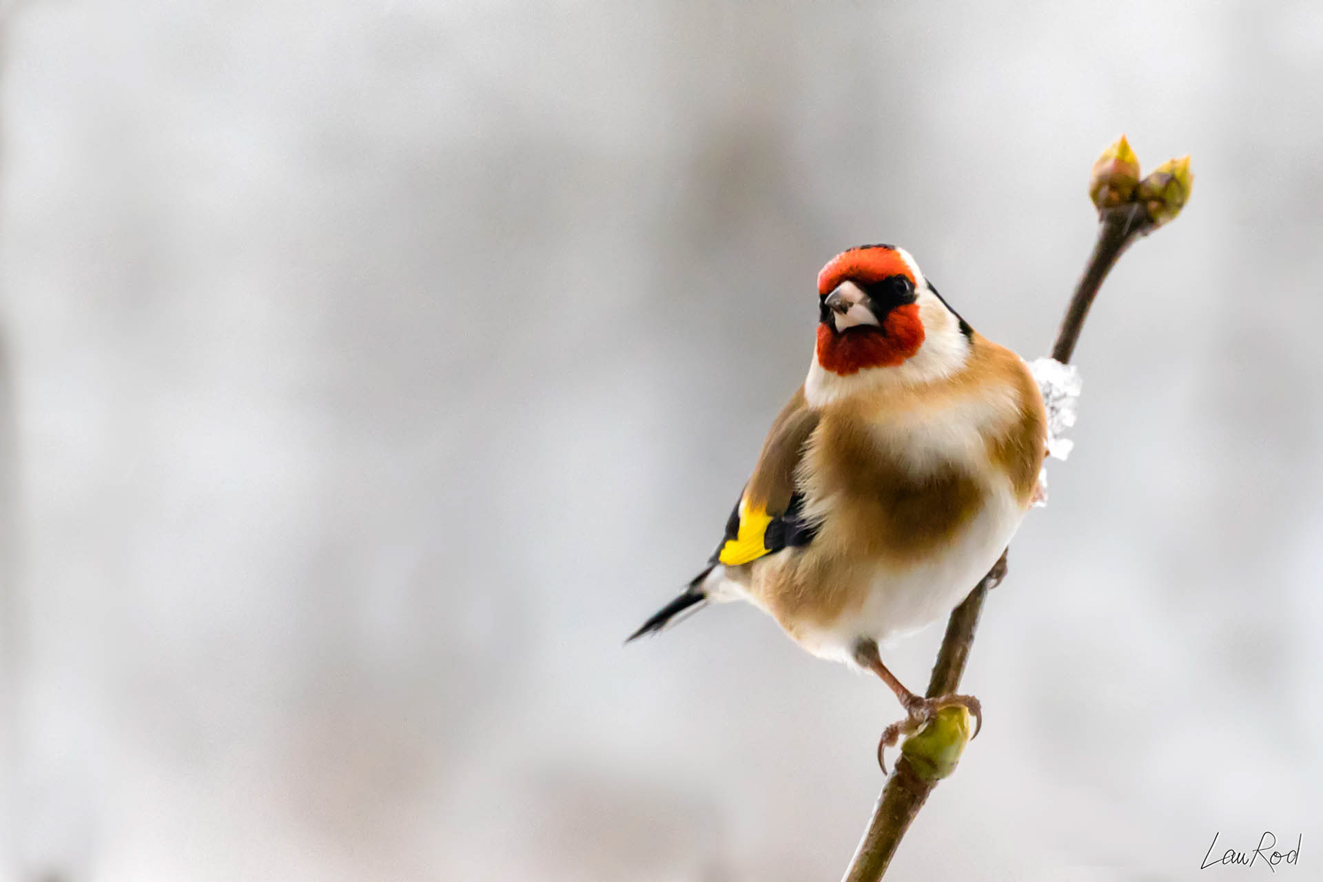 Chardonneret élégant - OBJ024