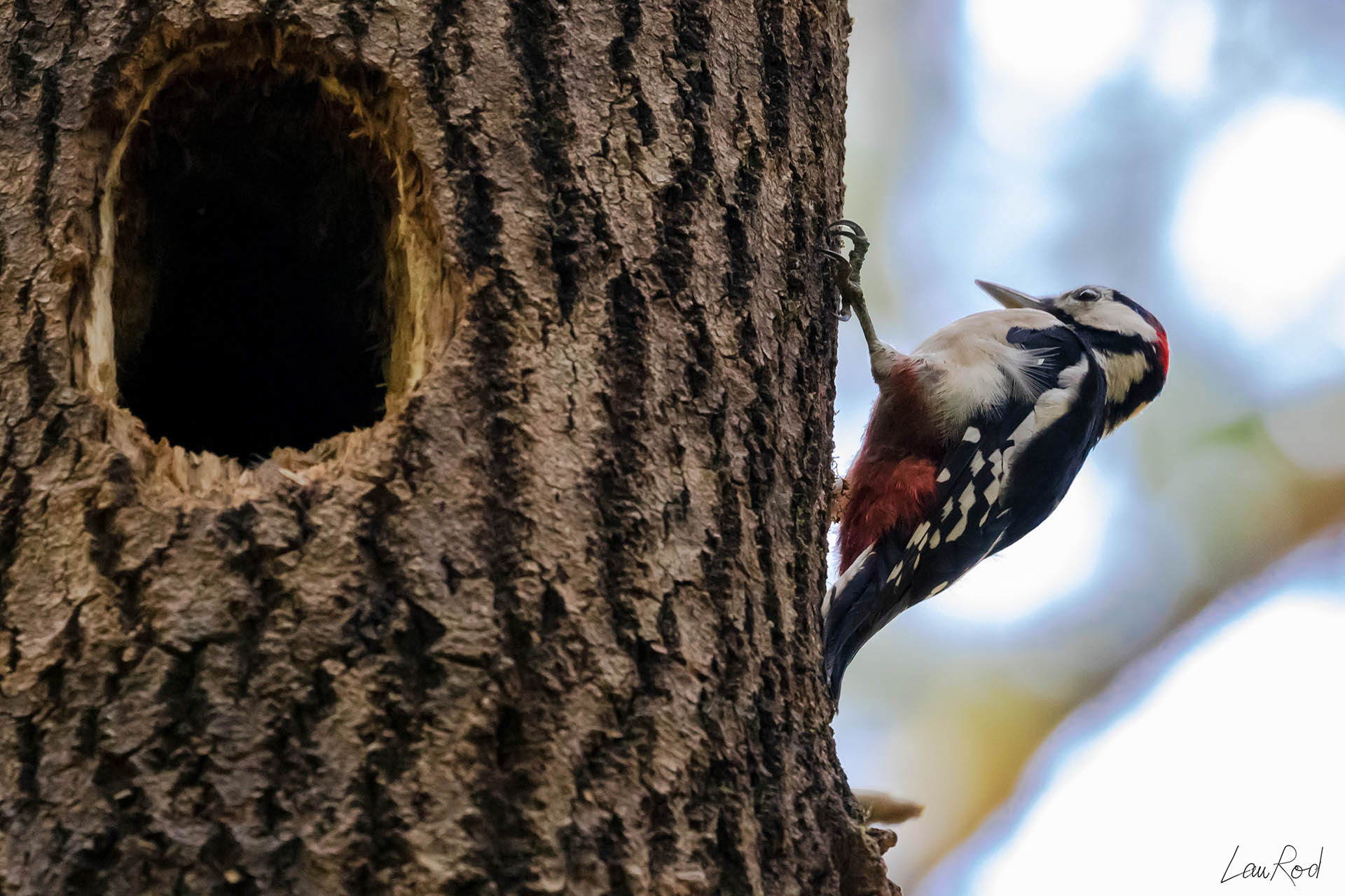 Pic épeiche - OBJ034