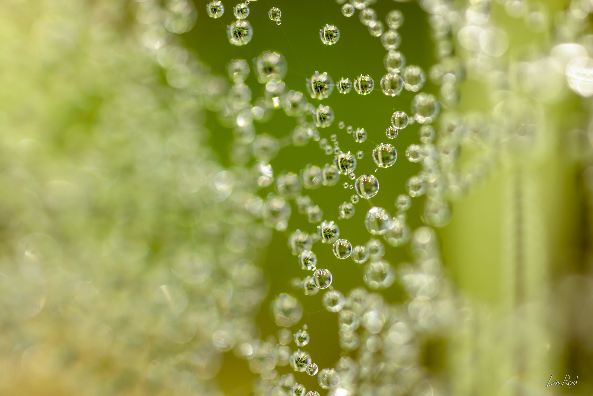 Toile d'araignée - Mac02