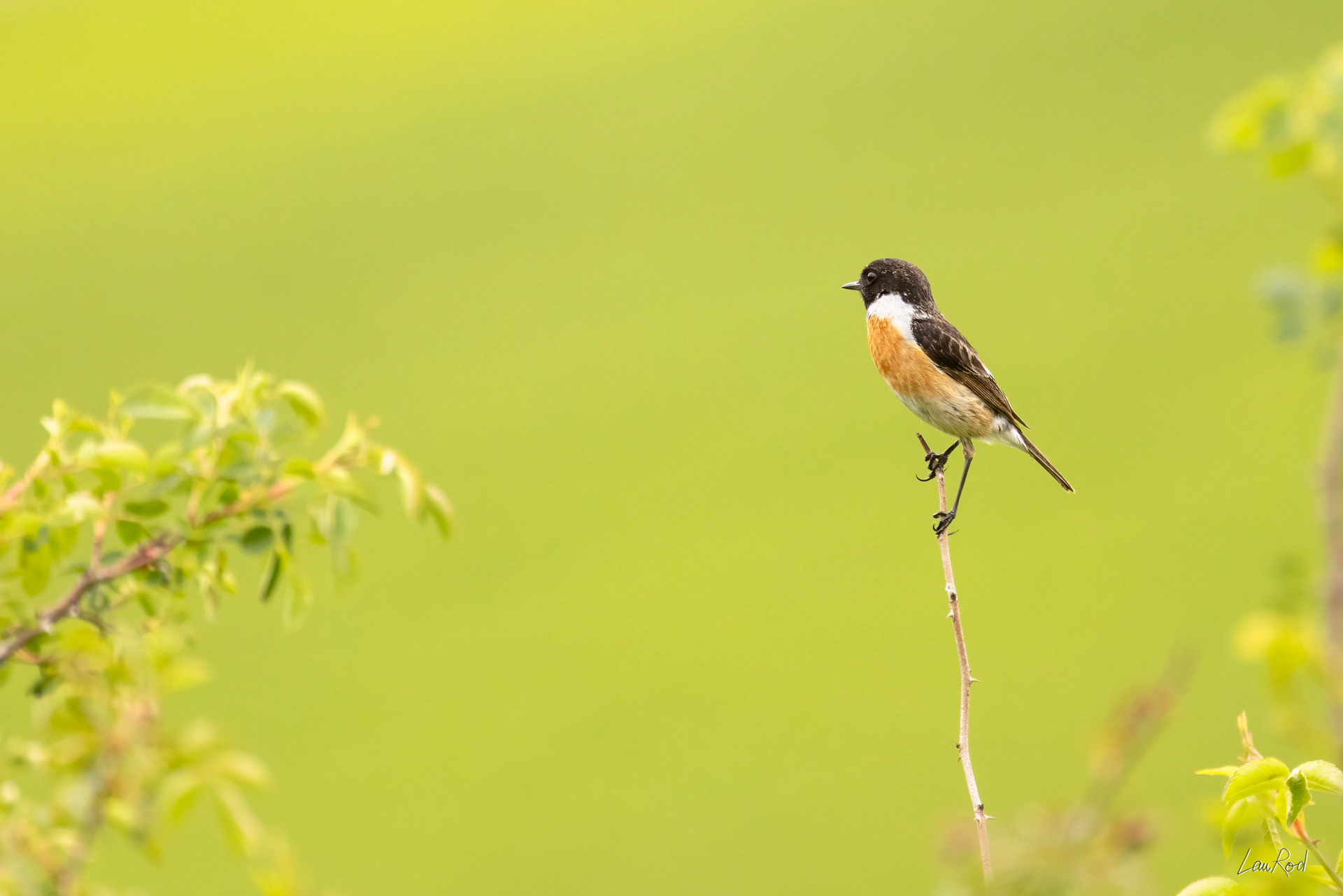 Tarier pâtre - OBJ161