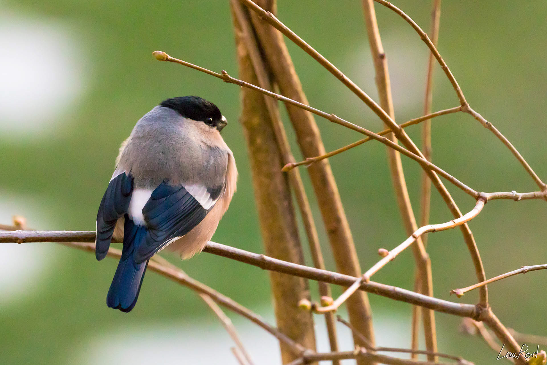 Bouvreuil pivoine  - OBJ011