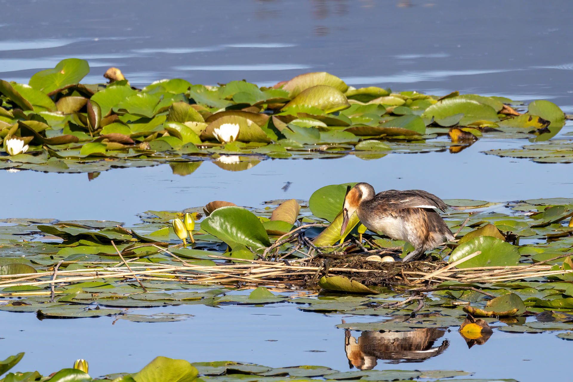 Grèbe Huppé - OE 071