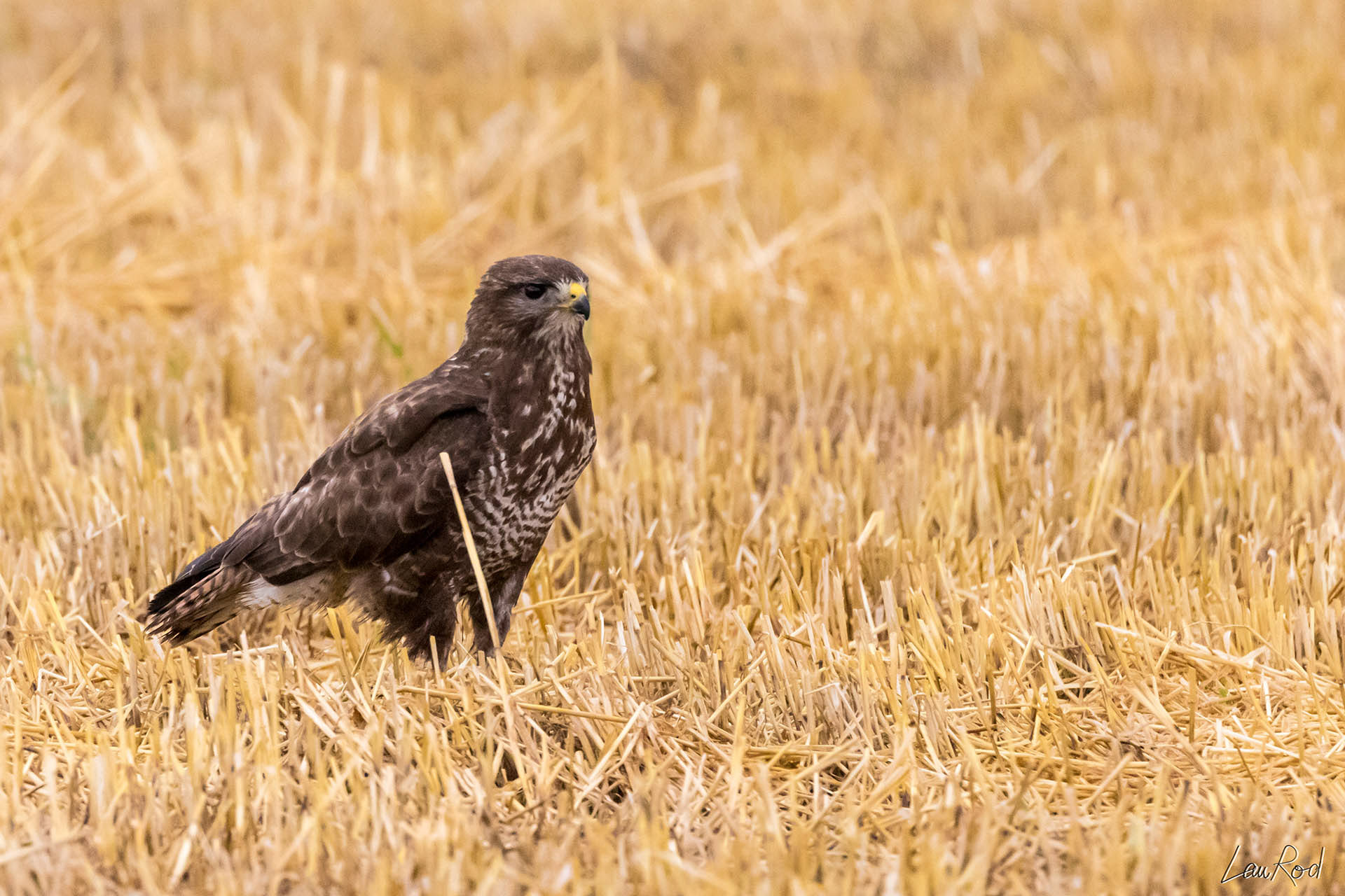 Buse variable - OBJ041