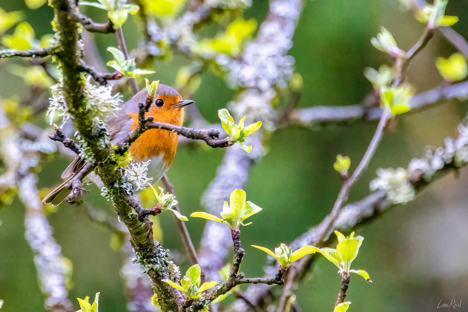 Rouge-gorge - OBJ108