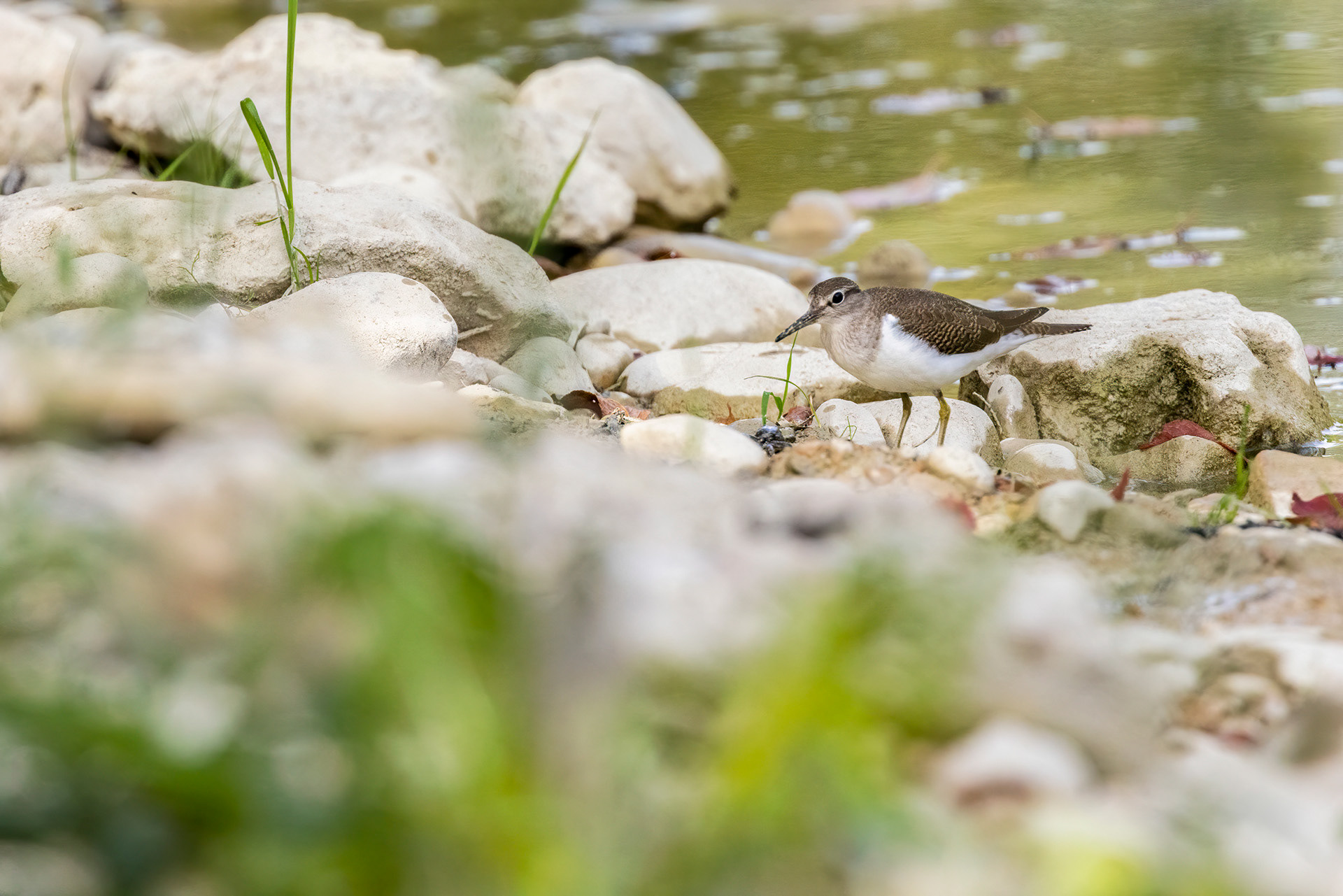 Chevalier guignette - OE 083